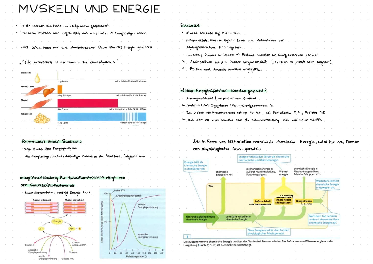 MEMBRANFLVSS
Exocytose und Endocytose.
Exocytose -> sekretorisch aktive Zellen
die Zelle sezerniert bestimmte Biosynthese produkte.
durch Fu