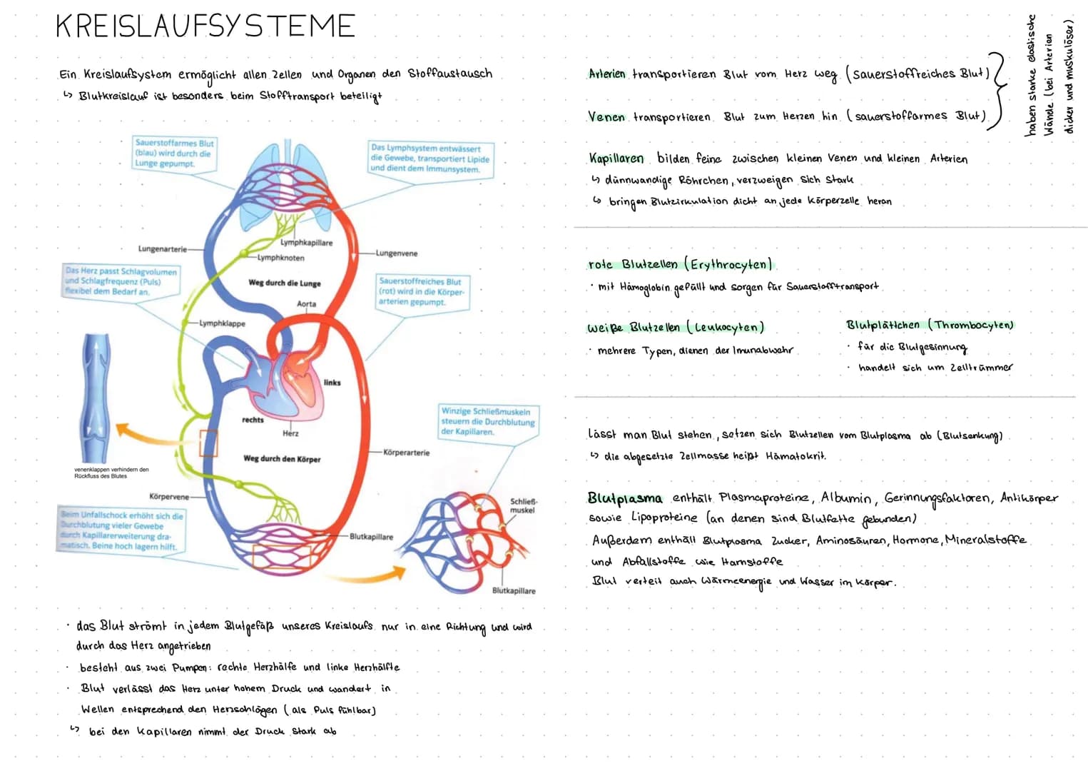 MEMBRANFLVSS
Exocytose und Endocytose.
Exocytose -> sekretorisch aktive Zellen
die Zelle sezerniert bestimmte Biosynthese produkte.
durch Fu