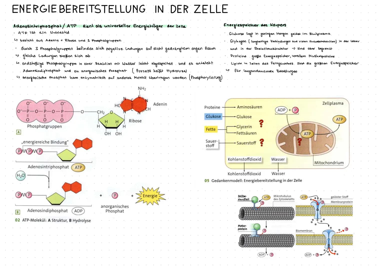 MEMBRANFLVSS
Exocytose und Endocytose.
Exocytose -> sekretorisch aktive Zellen
die Zelle sezerniert bestimmte Biosynthese produkte.
durch Fu