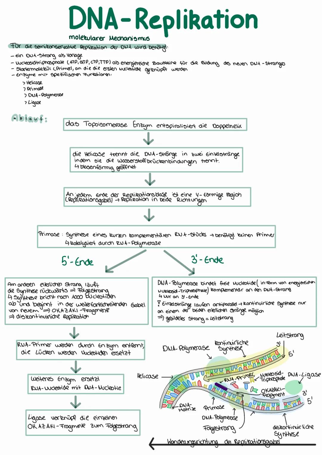 # DNA-Replikation

molekularer Mechanismus

Für die semikonservative Replikation des DNA wird benötigt:

-ein Out-Strong als vorlage

-Nucle