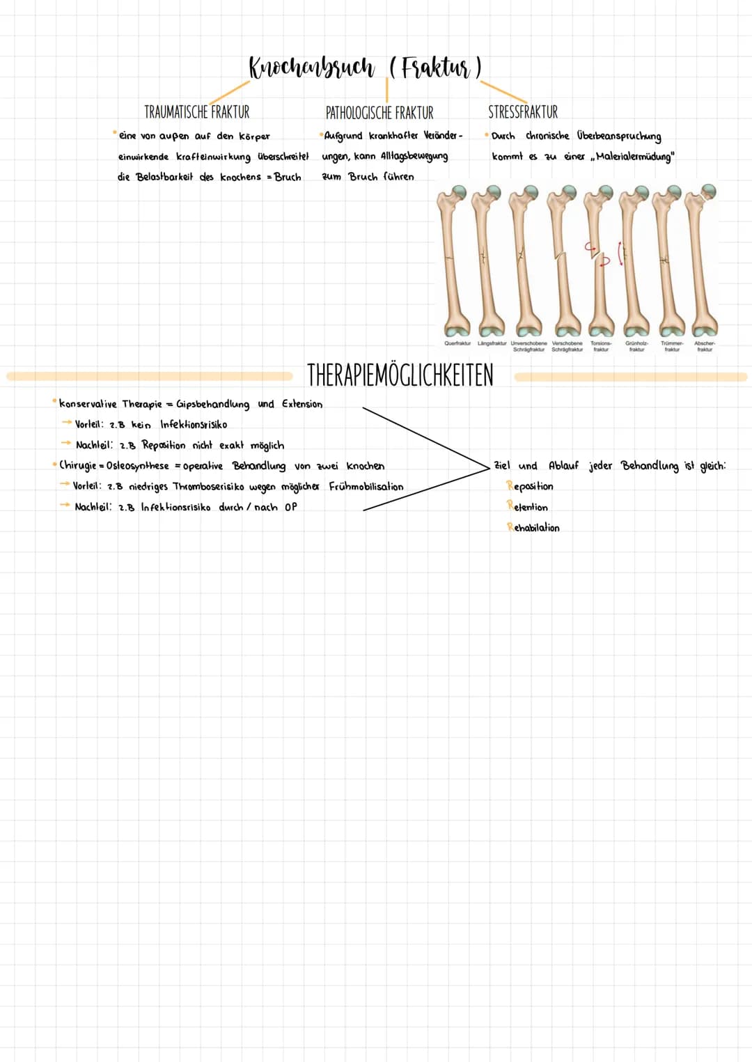 .
-
FAKTEN
Etwa 206 knochen bilden das Skelettsystem (individuell)
Säuglinge haben mehr (ca. 233), diese verwachsen aber noch
knochen machen