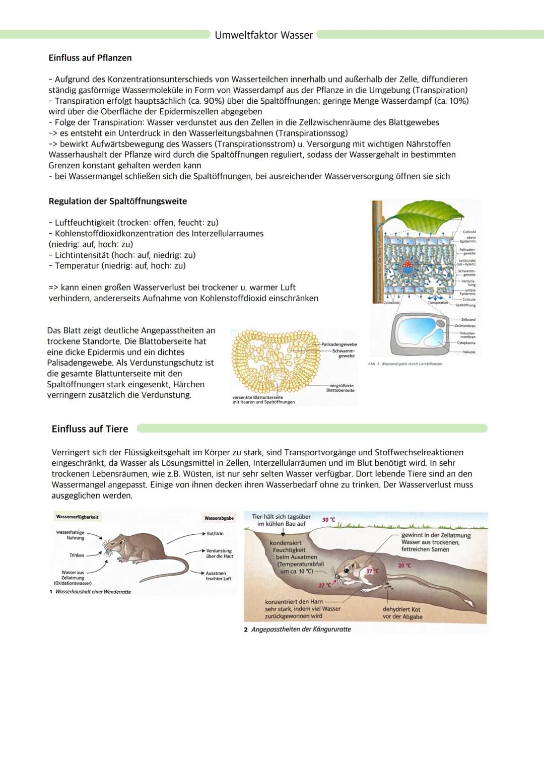 Ökologie
Ökosystem: Wechselbeziehungen zwischen Organismen und ihrer Umwelt; dynamisches Beziehungsgefüge
aus Biozönose (Lebensgemeinschaft)