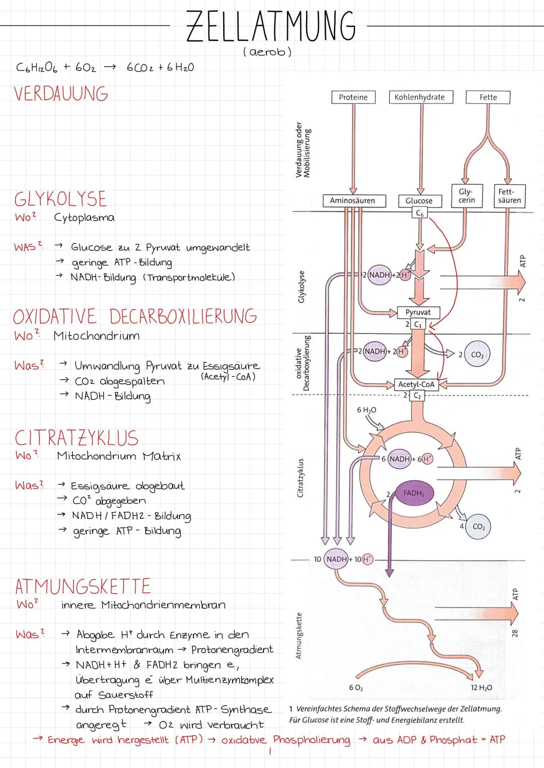 C6H₁₂O6 + 602 → 6CO₂ + 6H₂O
VERDAUUNG
GLYKOLYSE
Cytoplasma
→ Glucose zu 2 Pyruvat umgewandelt
→geringe ATP-Bildung
→ NADH-Bildung (Transport