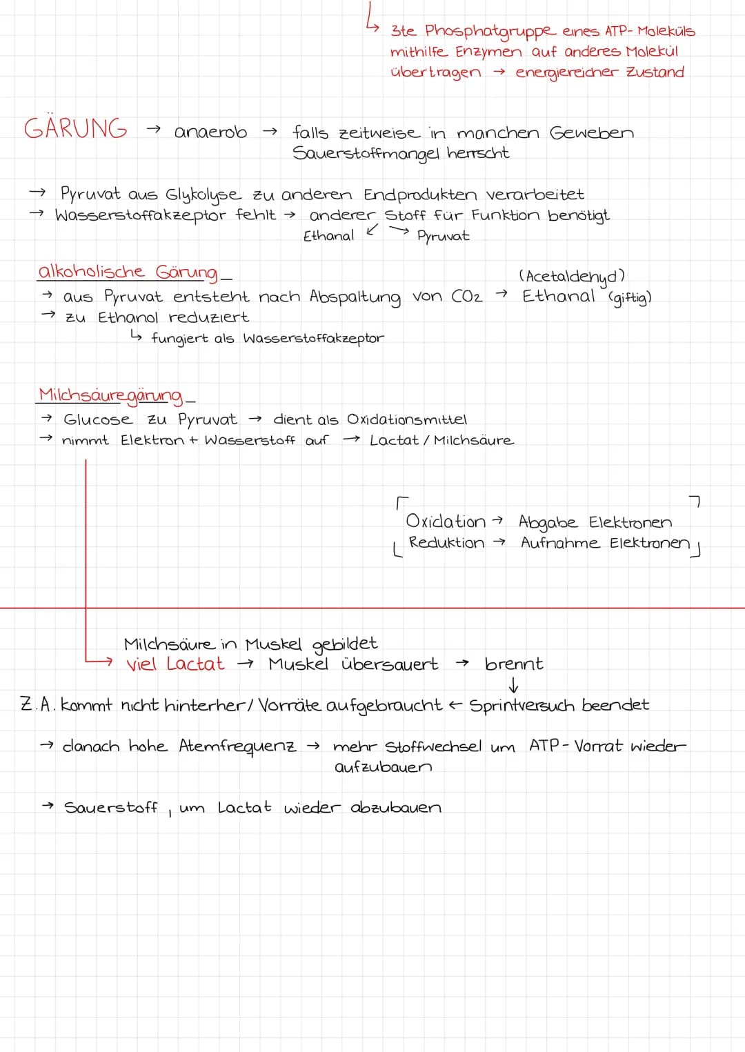 C6H₁₂O6 + 602 → 6CO₂ + 6H₂O
VERDAUUNG
GLYKOLYSE
Cytoplasma
→ Glucose zu 2 Pyruvat umgewandelt
→geringe ATP-Bildung
→ NADH-Bildung (Transport