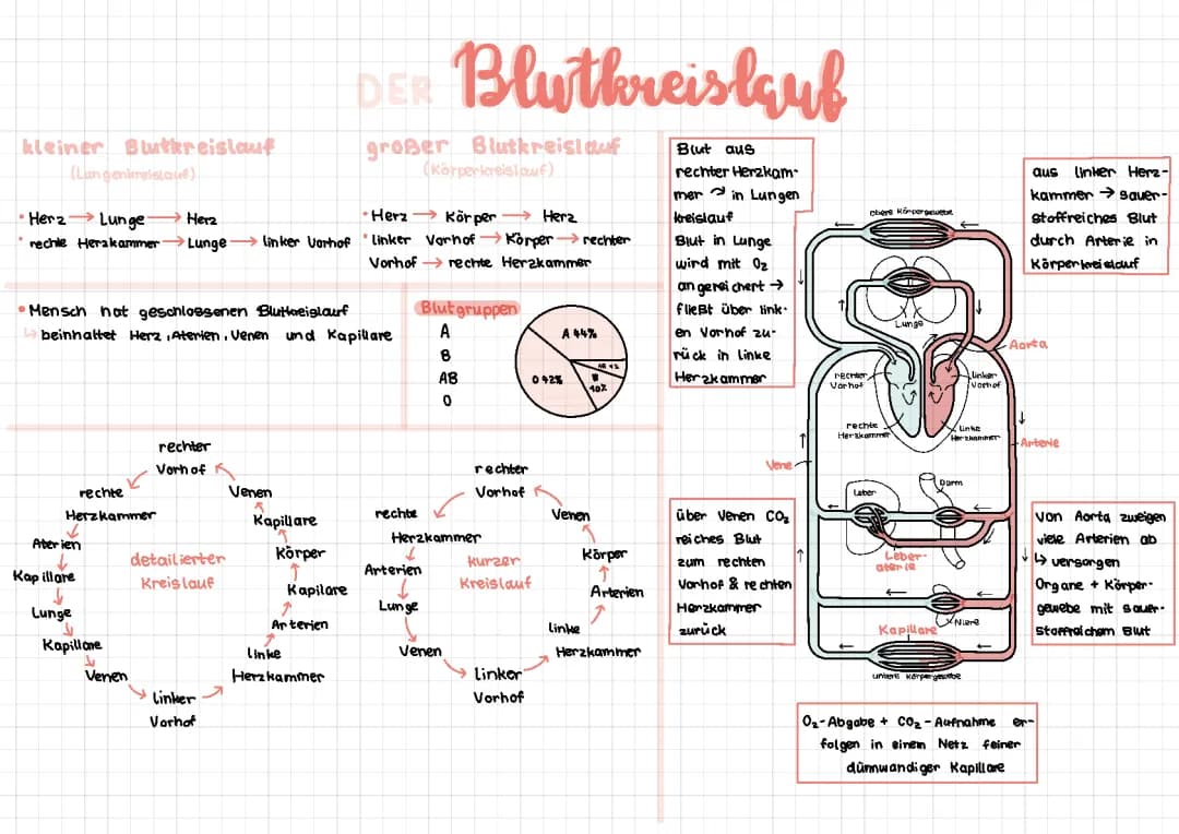 der Blutkreislauf 
