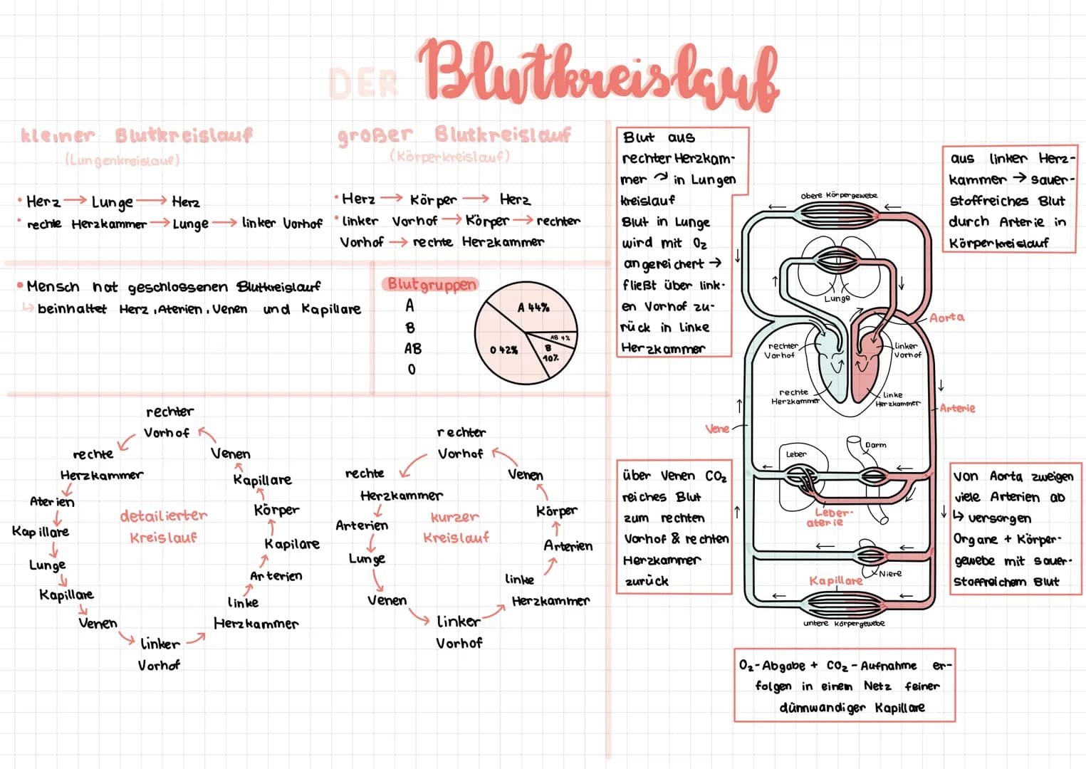 kleiner Blutkreislauf
(Lungenkreislaue)
Herz-Lunge- Herz
rechte Herzkammer→→→Lunge linker Vorhof
rechte
Herzkammer
•Mensch hat geschlossenen