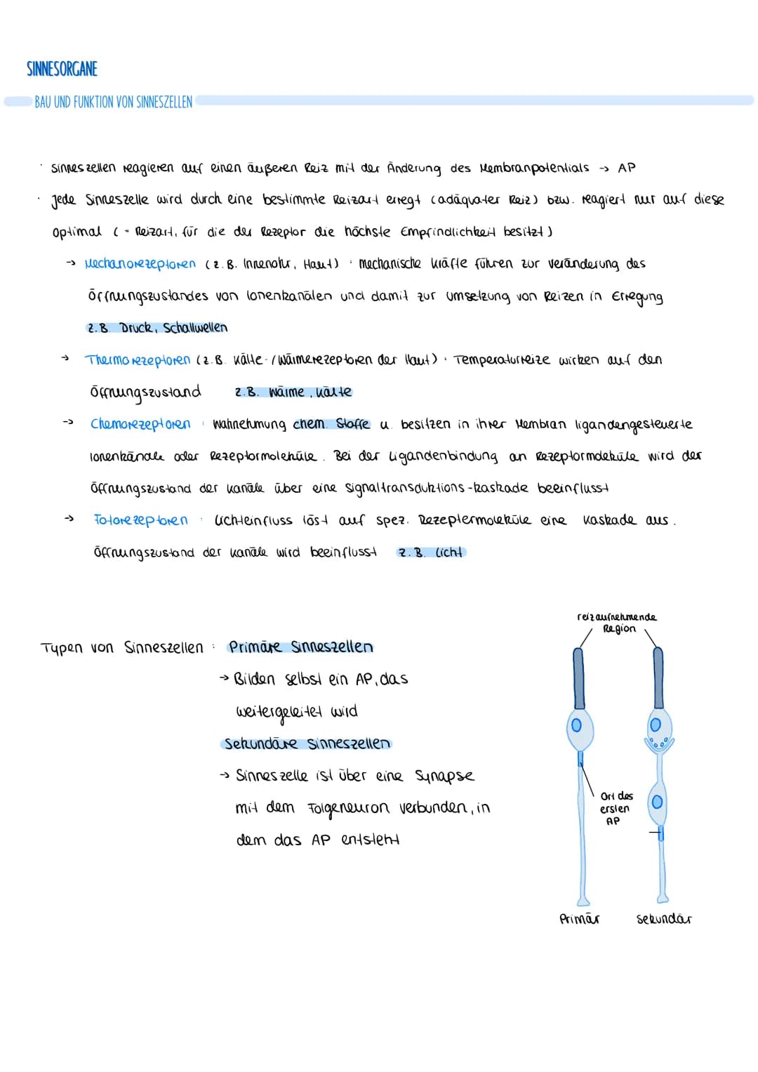 REGULATION DURCH INSULIN
• Insulin wird freigegeben, gelangt zu den Zielzellen
im Tellgewebe / Muskulatur bindet an spez. Rezeptor
Aktivieru