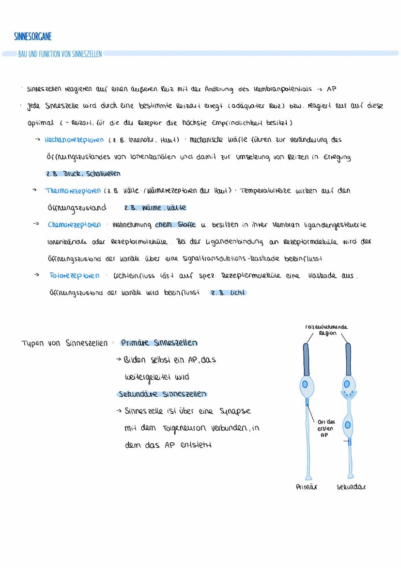 REGULATION DURCH INSULIN
• Insulin wird freigegeben, gelangt zu den Zielzellen
im Tellgewebe / Muskulatur bindet an spez. Rezeptor
Aktivieru