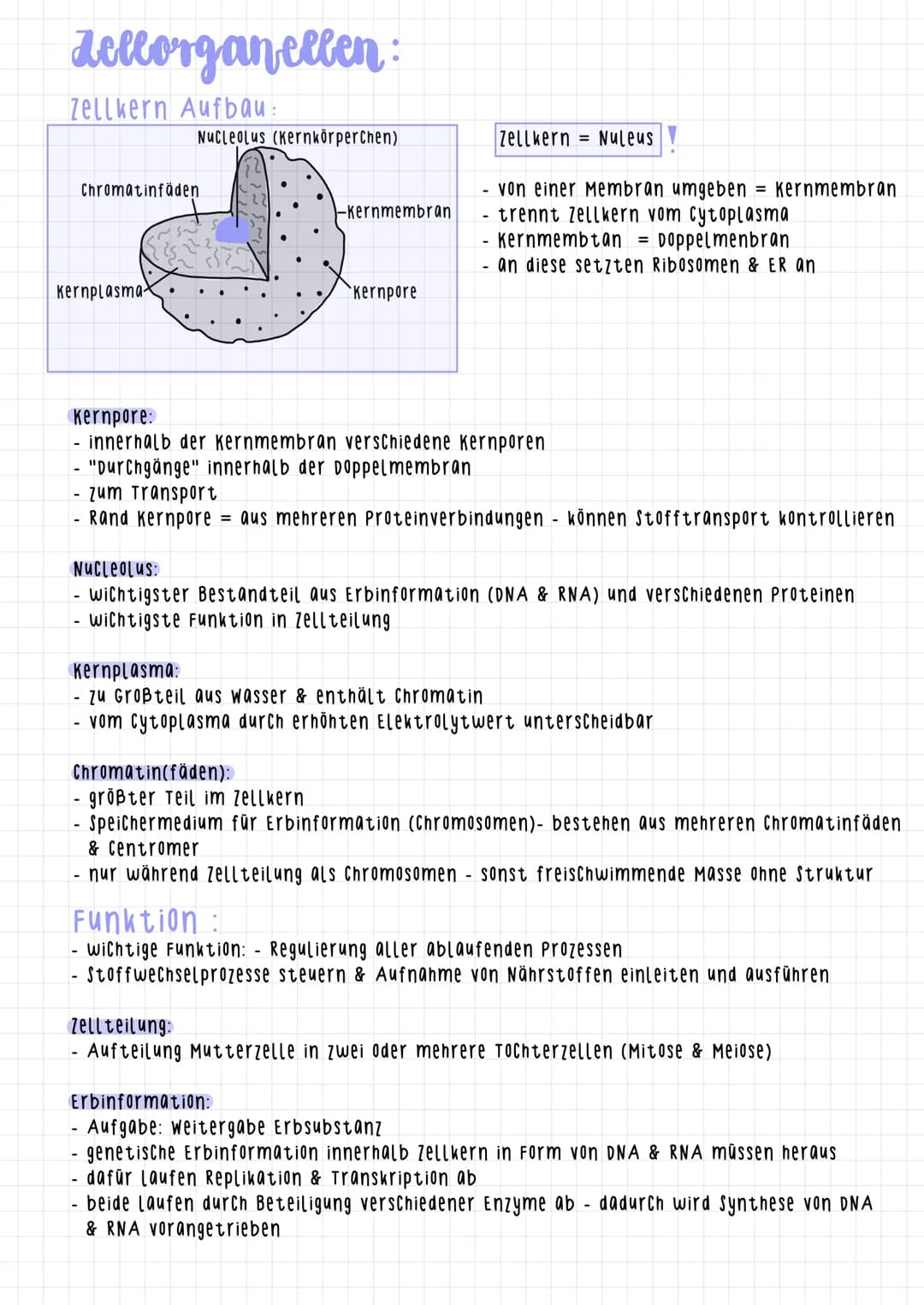 dellorgan ellen:
Zellkern Aufbau:
Nucleolus (Kernkörperchen)
Chromatinfäden
Kernplasma
-Kernmembran
Kernpore
Zellkern = Nuleus
von einer Mem