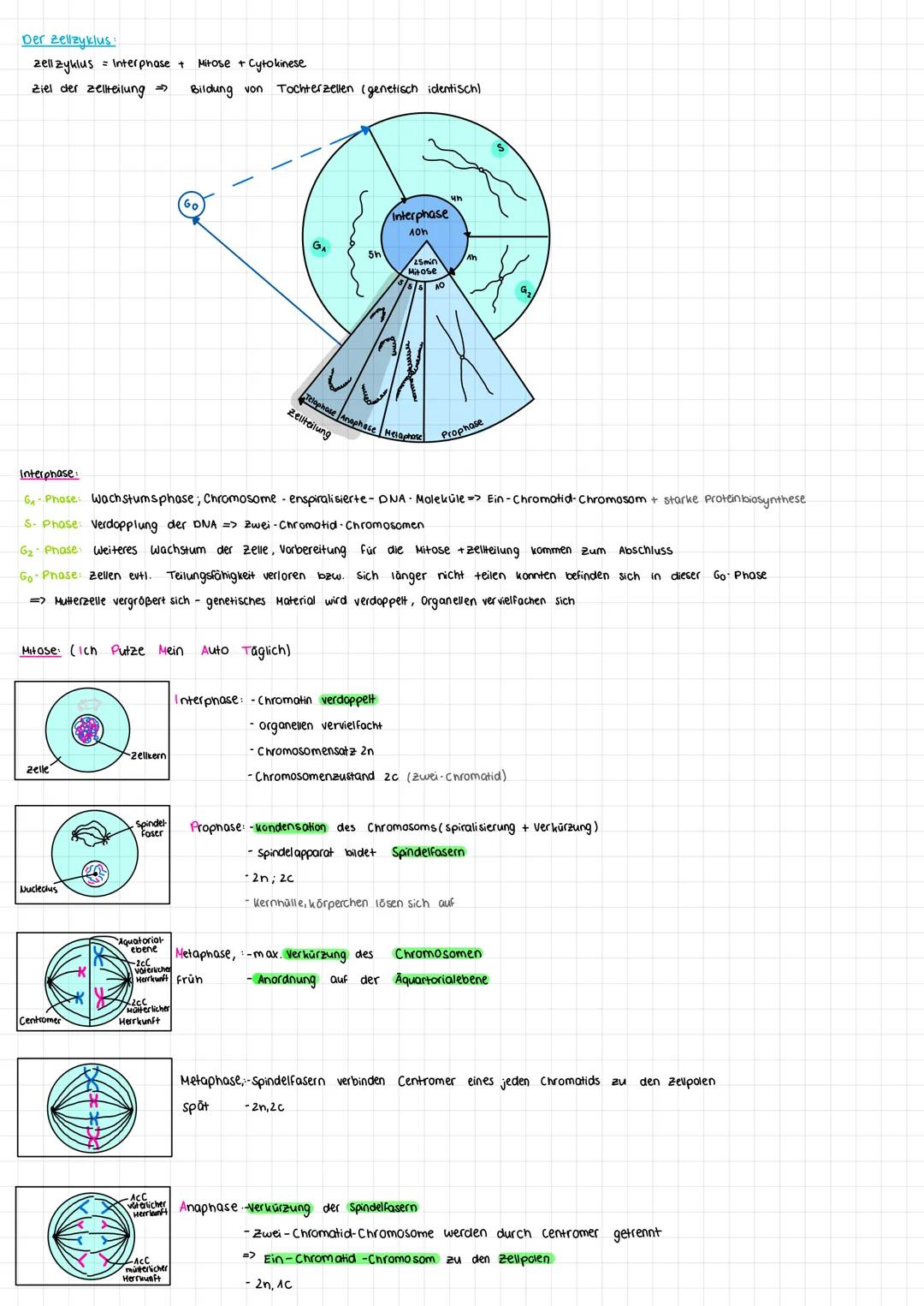 Der Zellzyklus:
zell zyklus = Interphase +
Ziel der Zellteilung =>
zelle
Mitose (Ich Putze Mein Auto Täglich)
Nucleclus
Centromer
COCK
-Zell