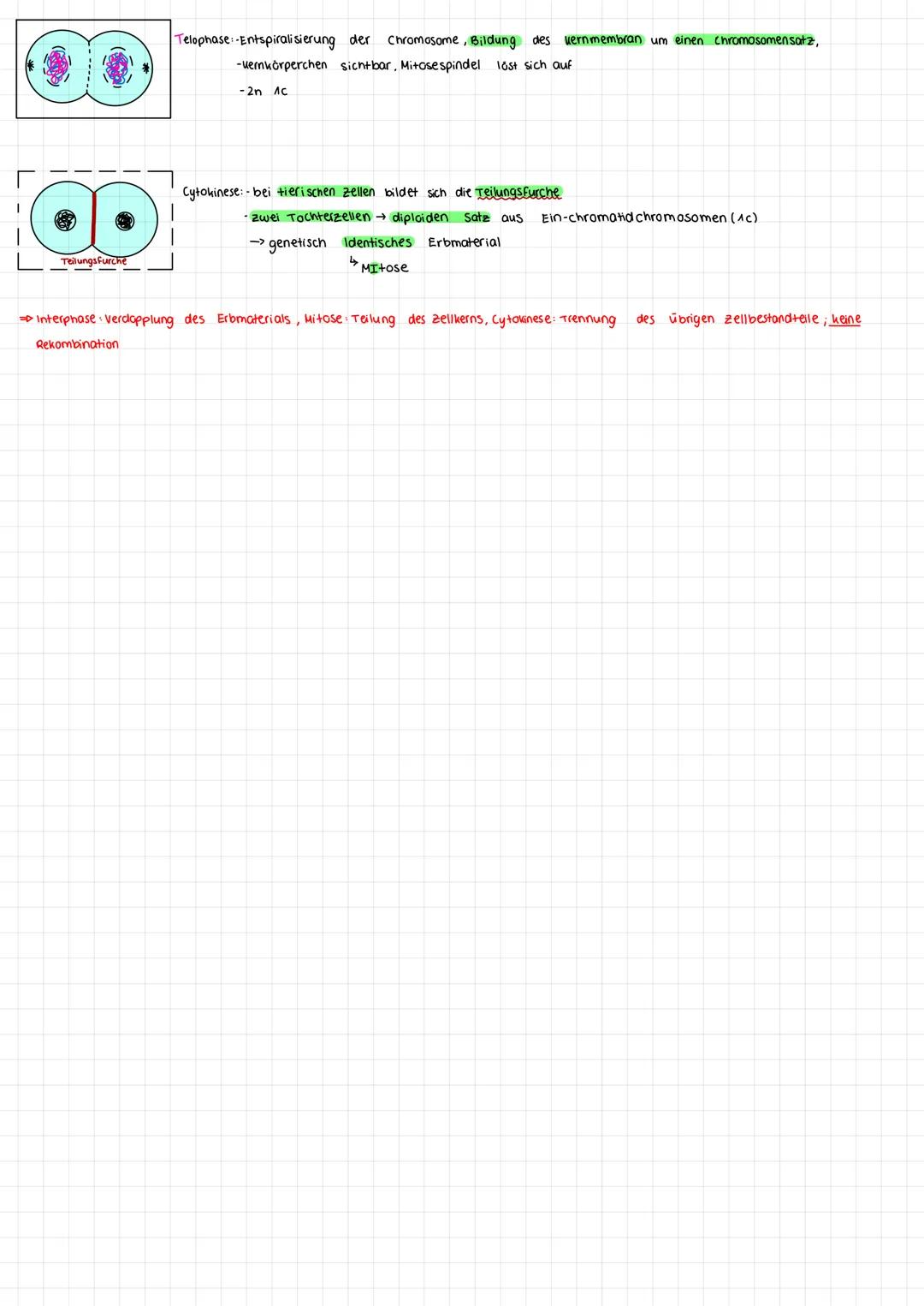 Der Zellzyklus:
zell zyklus = Interphase +
Ziel der Zellteilung =>
zelle
Mitose (Ich Putze Mein Auto Täglich)
Nucleclus
Centromer
COCK
-Zell