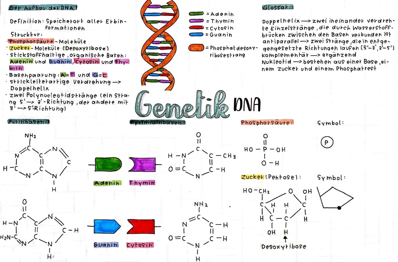 Der Aufbau der DNA
Definition: Speicherort aller Erbin-
Formationen
Strucktur:
·Phosphorsäure-Moleküle
• Zucker-Moleküle (Desoxyribose)
- st