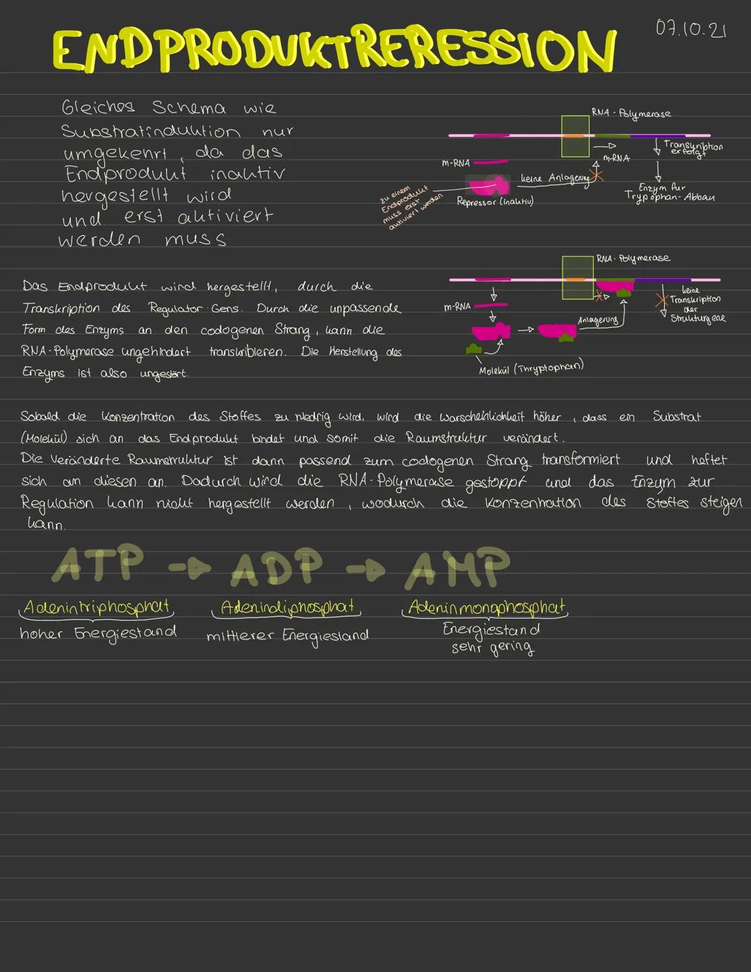 Substratinduktion und Endproduktrepression einfach erklärt für Kinder