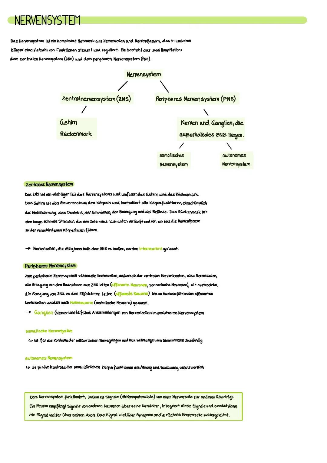 Neurobiologies Abi Lernzettel