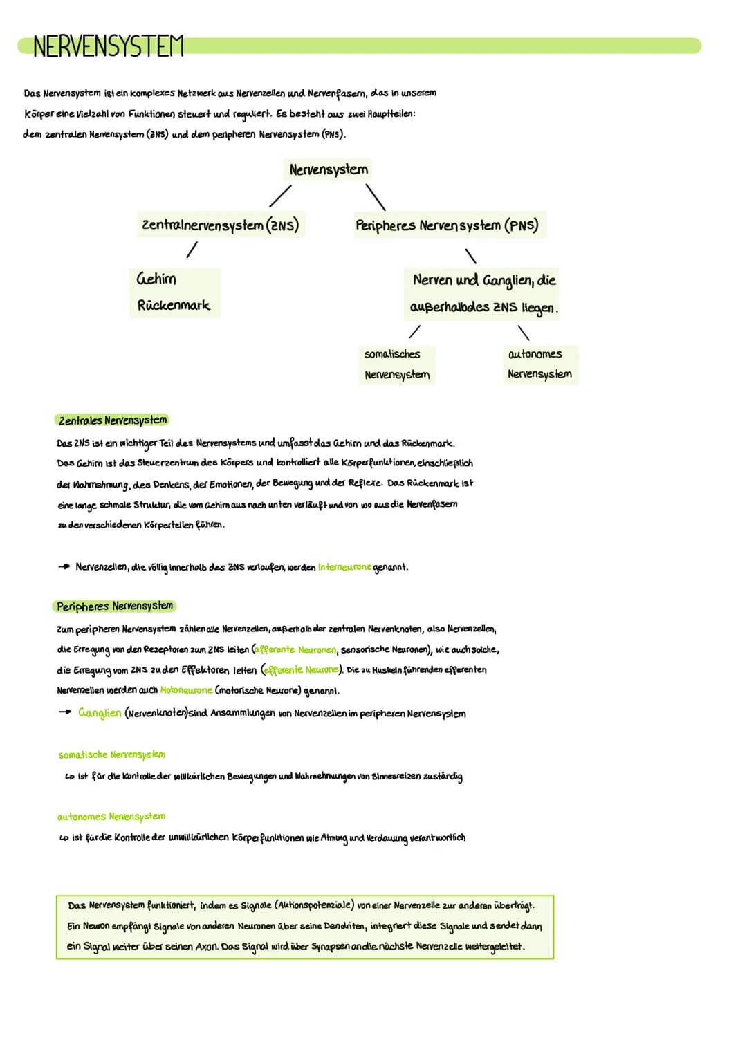 NERVENSYSTEM
Das Nervensystem ist ein komplexes Netzwerk aus Nervenzellen und Nervenfasern, das in unserem
Körper eine Vielzahl von Funktion