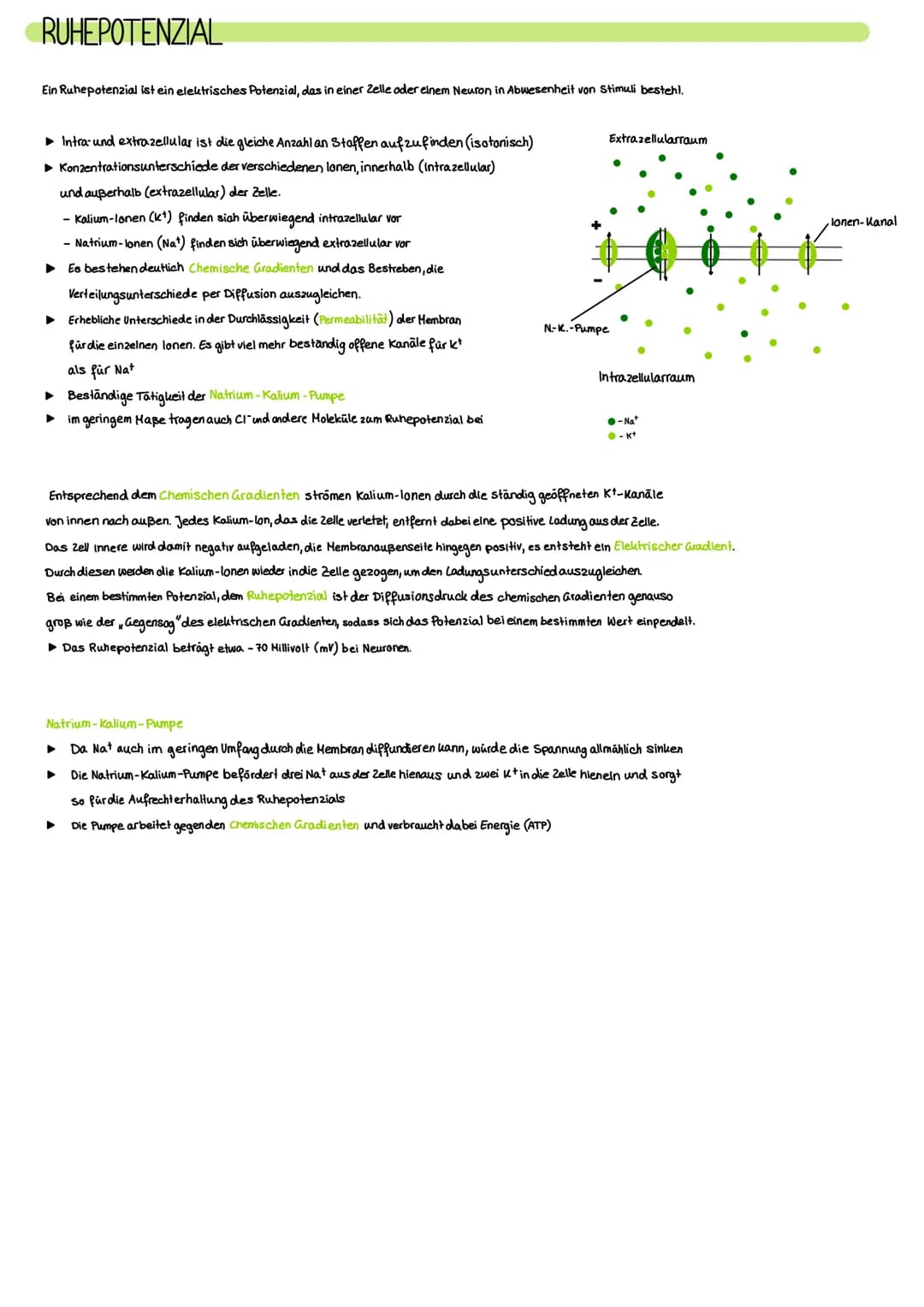 NERVENSYSTEM
Das Nervensystem ist ein komplexes Netzwerk aus Nervenzellen und Nervenfasern, das in unserem
Körper eine Vielzahl von Funktion