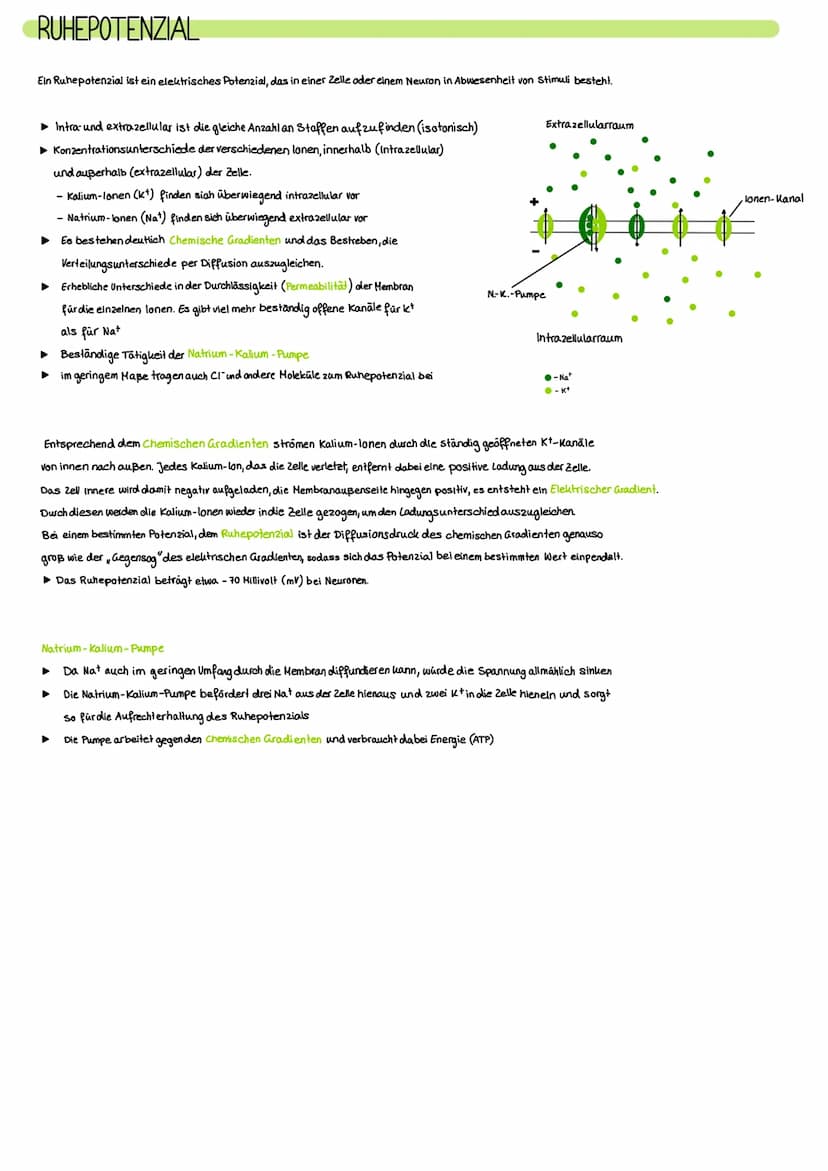 NERVENSYSTEM
Das Nervensystem ist ein komplexes Netzwerk aus Nervenzellen und Nervenfasern, das in unserem
Körper eine Vielzahl von Funktion