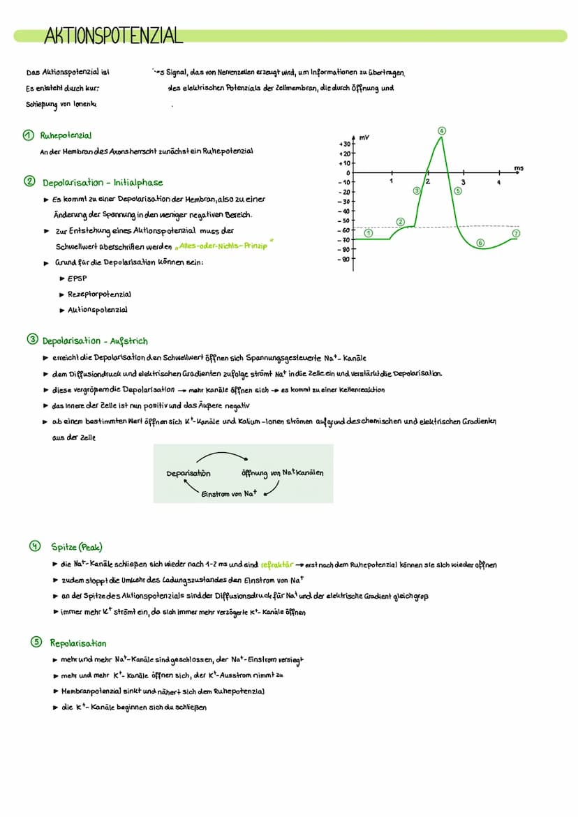 NERVENSYSTEM
Das Nervensystem ist ein komplexes Netzwerk aus Nervenzellen und Nervenfasern, das in unserem
Körper eine Vielzahl von Funktion