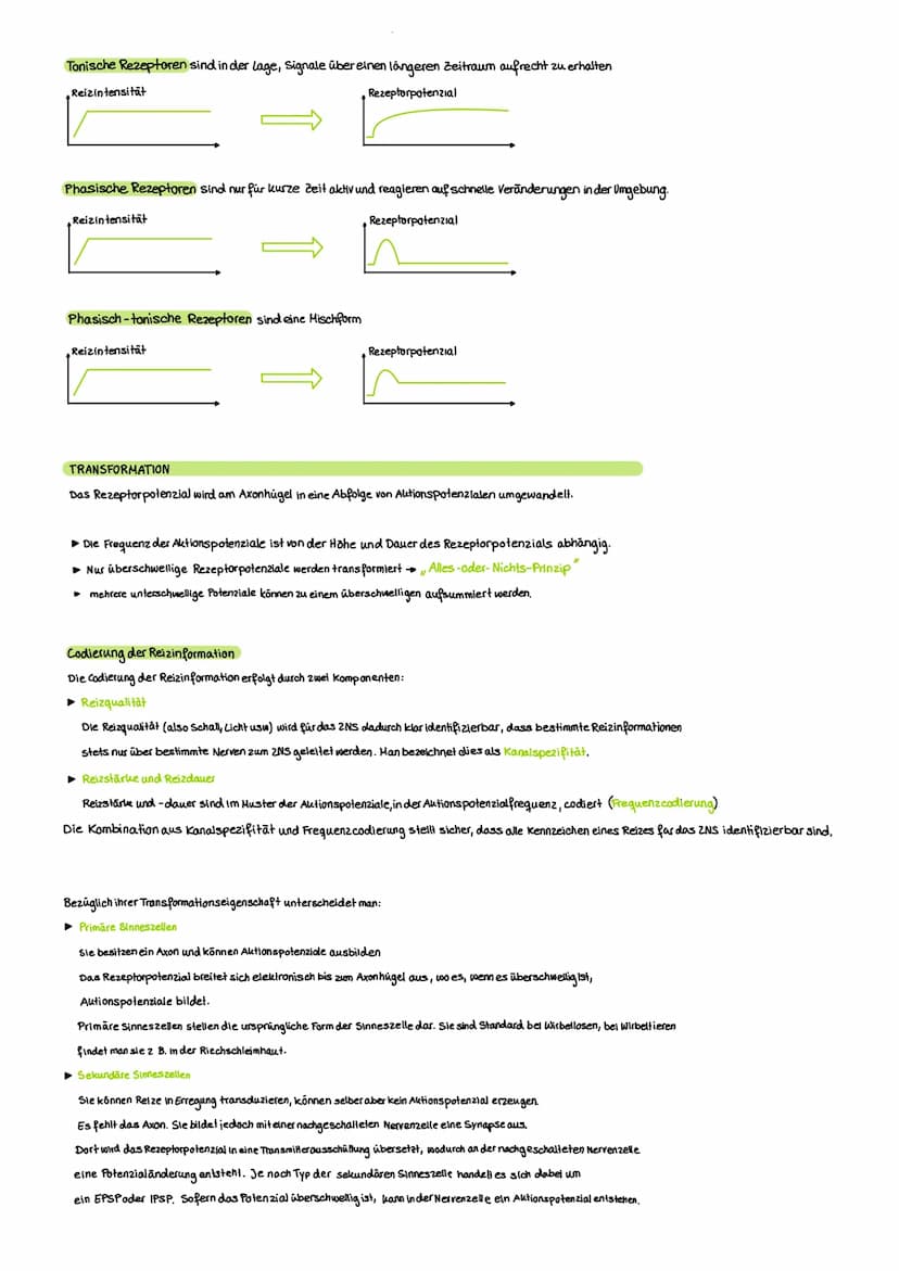 NERVENSYSTEM
Das Nervensystem ist ein komplexes Netzwerk aus Nervenzellen und Nervenfasern, das in unserem
Körper eine Vielzahl von Funktion