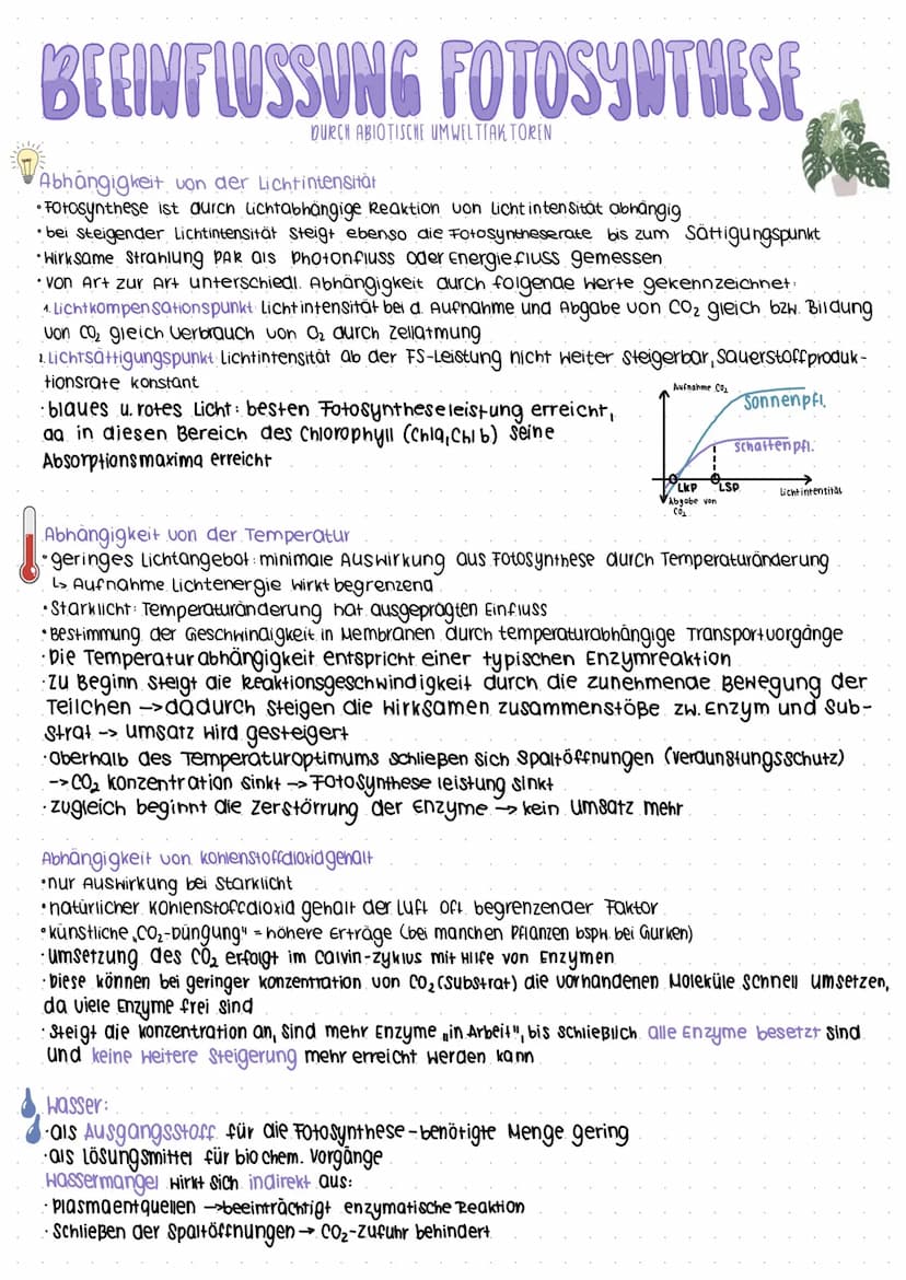 Interpretieren Sie die Unterschiede als Anpassung an den jeweiligen Standort
Schattenblätter
bekommt weniger Licht ab →>daher vergrößerung d