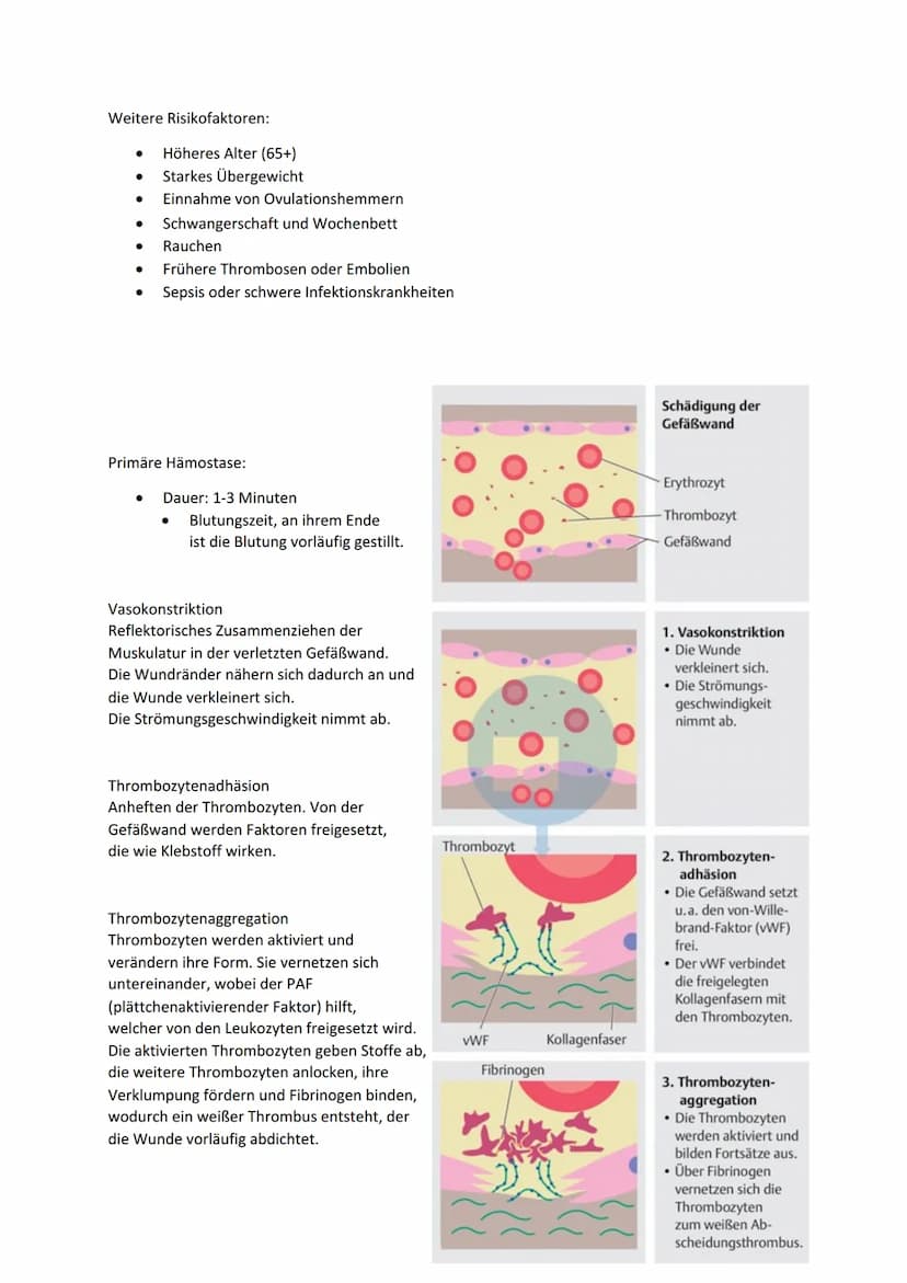 CE 05, LS 5.3.2 Thromboseprophylaxe
Thrombus:
Blutgerinnsel (,,Blutpfropf") in einem Gefäß. Er kann in Venen und Arterien entstehen.
Thrombo