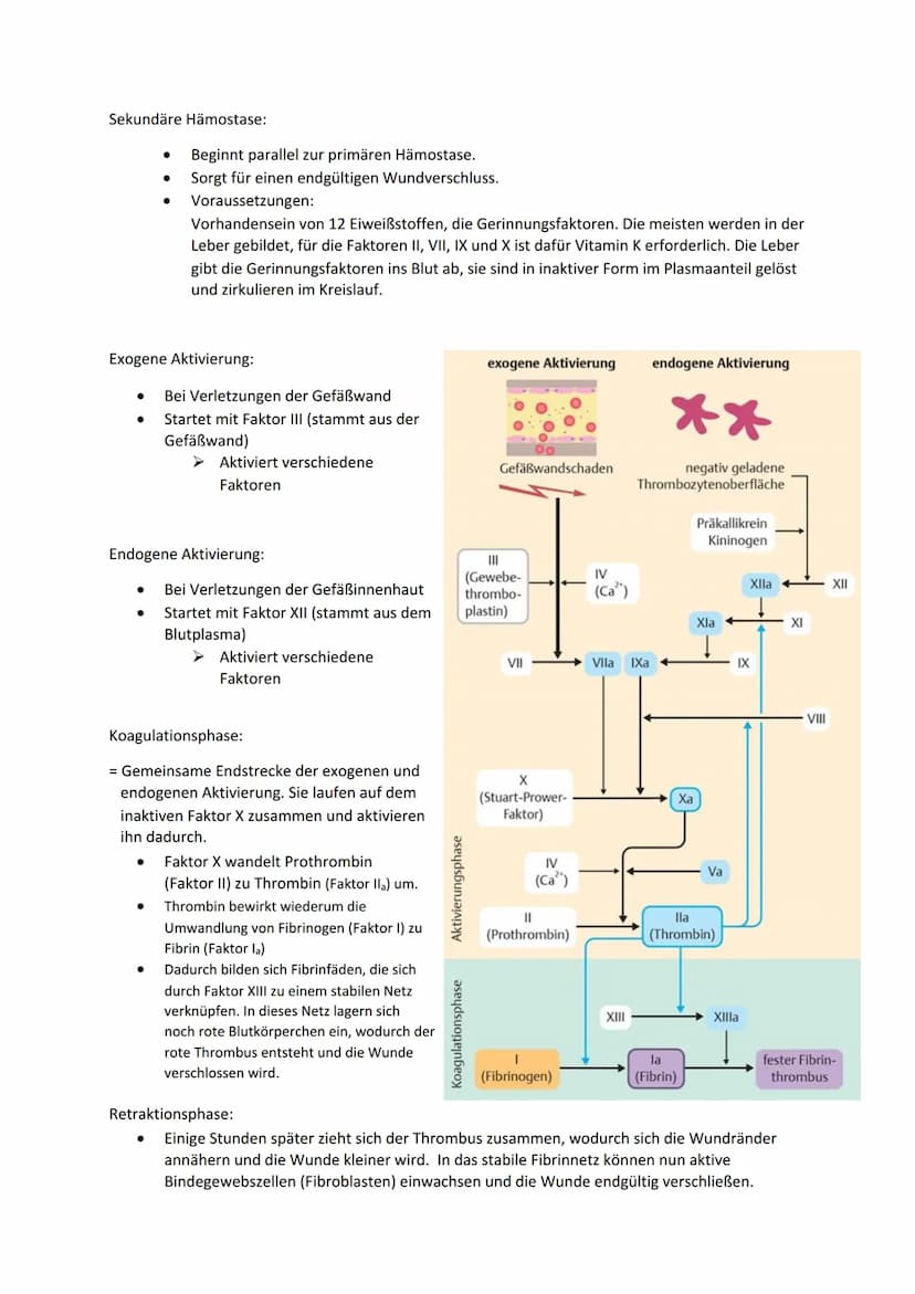 CE 05, LS 5.3.2 Thromboseprophylaxe
Thrombus:
Blutgerinnsel (,,Blutpfropf") in einem Gefäß. Er kann in Venen und Arterien entstehen.
Thrombo