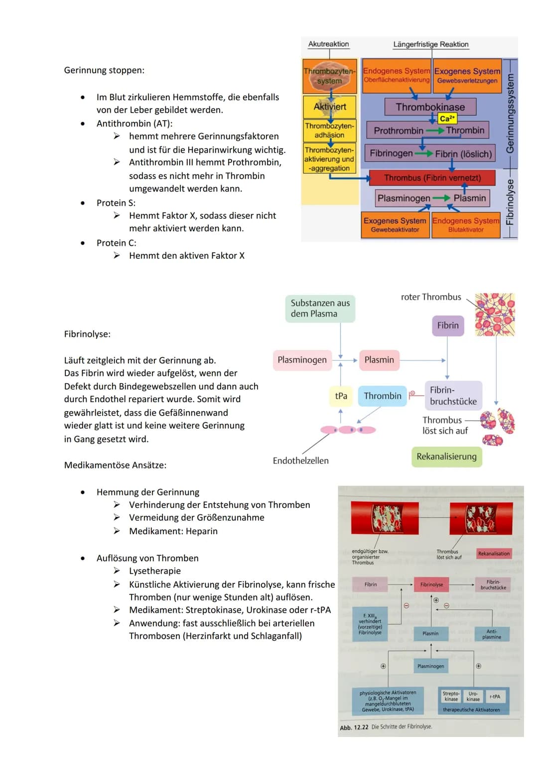CE 05, LS 5.3.2 Thromboseprophylaxe
Thrombus:
Blutgerinnsel (,,Blutpfropf") in einem Gefäß. Er kann in Venen und Arterien entstehen.
Thrombo