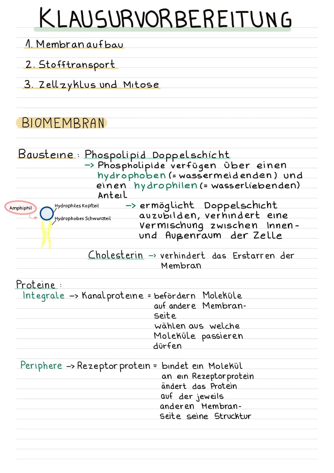 KLAUSURVORBEREITUNG
1. Membran aufbau
2. Stofftransport
3. Zellzyklus und Mitose
BIOMEMBRAN
Bausteine Phospolipid Doppelschicht
Amphiphil
O
