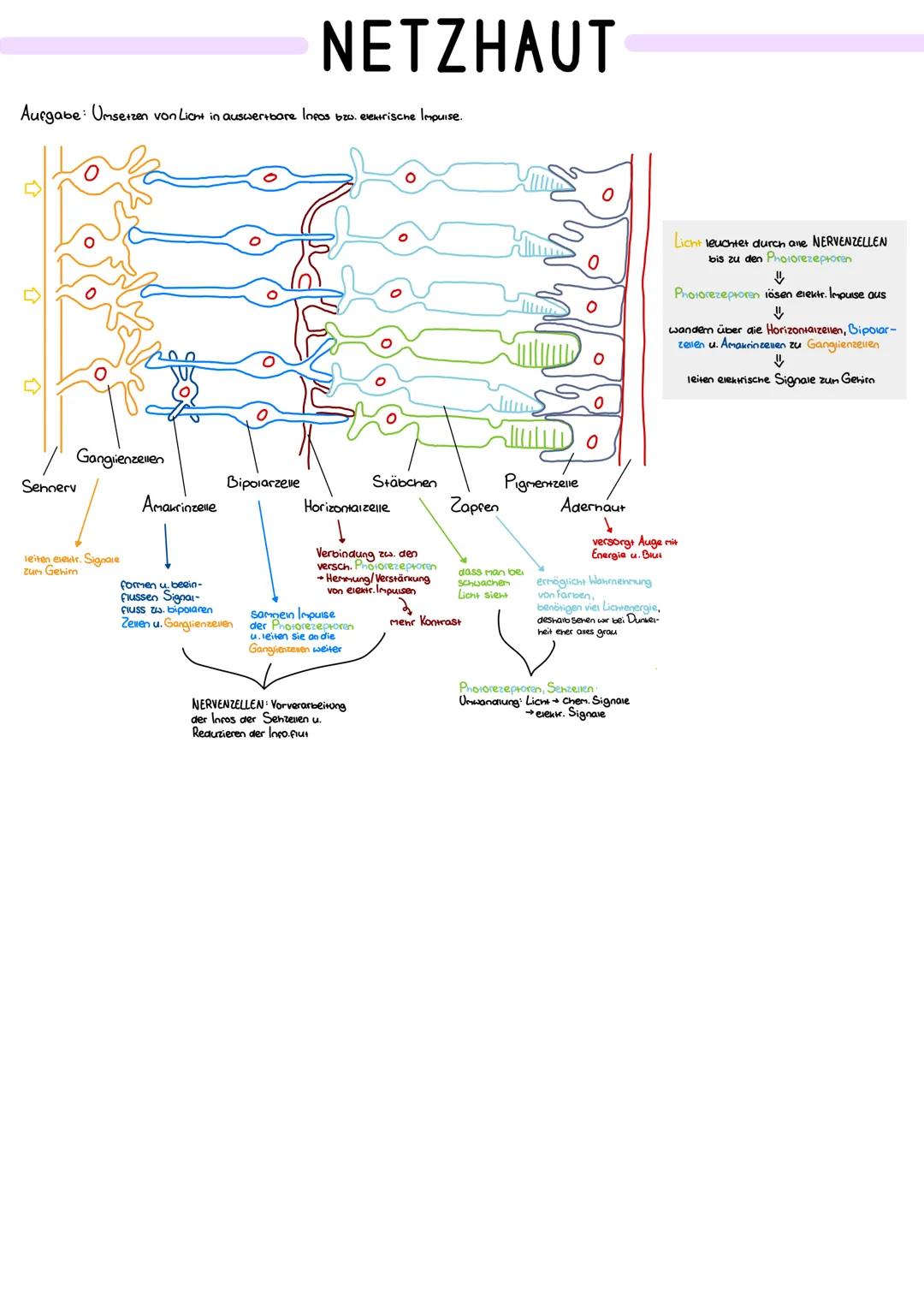 # NETZHAUT

Aurgabe: Umsetzen von Liont in auswertbare Inpos bzw. evestrische Impuise.

Sennerv

Gangrienzellen

leiten exar. Signare
Zum Ge