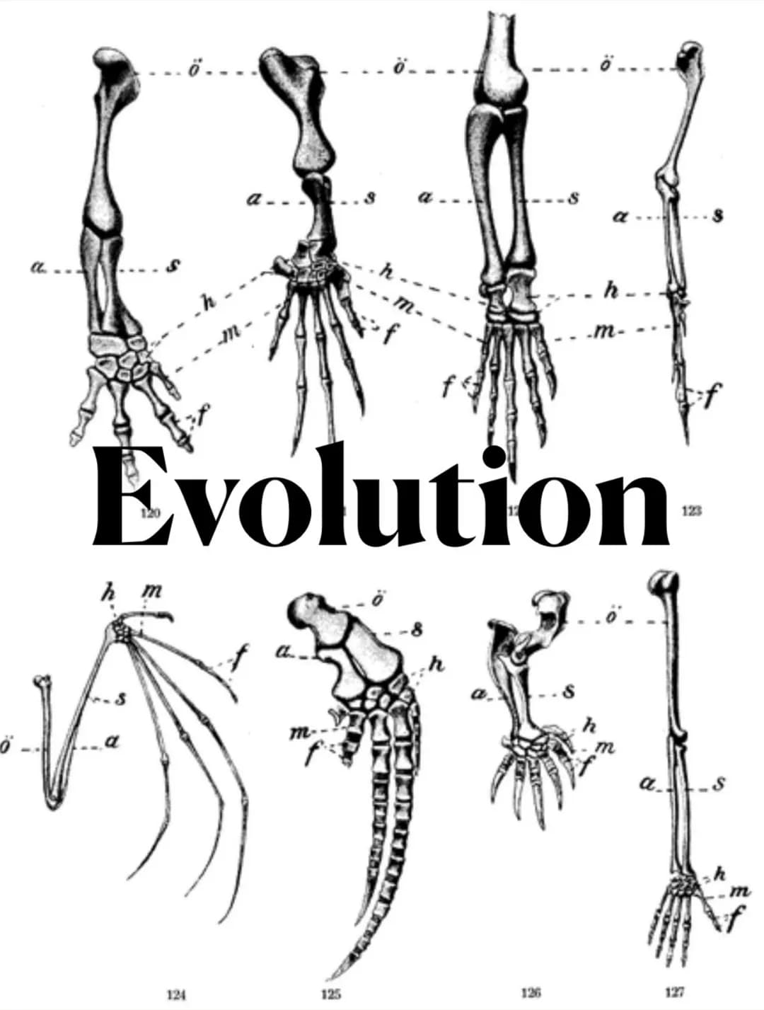 h m
124
ah_
Evolution
m-
M-
125
fe
126
h..
-m-
h
123
127 DEFINITIONEN
Artbegriff: biologischer Artbegiff: Eine Gruppe von Individuen bidet d