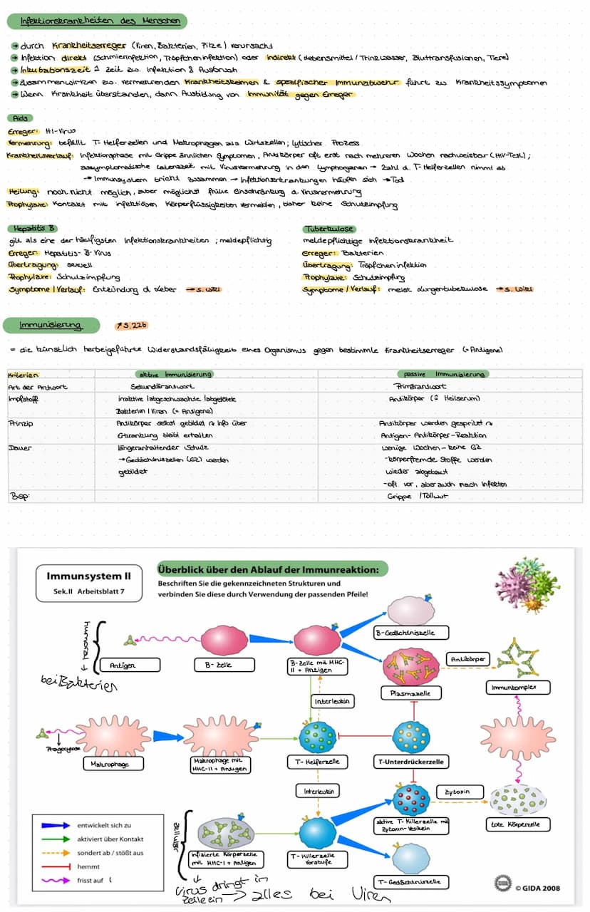 Kommunikation zwischen Zellen
Immunbiologie.
Infektionsbarrieren
mechanisch
Flimmerhärchen des Nasenepithels
Lunge-Flimmerhärchen
Harntrand-