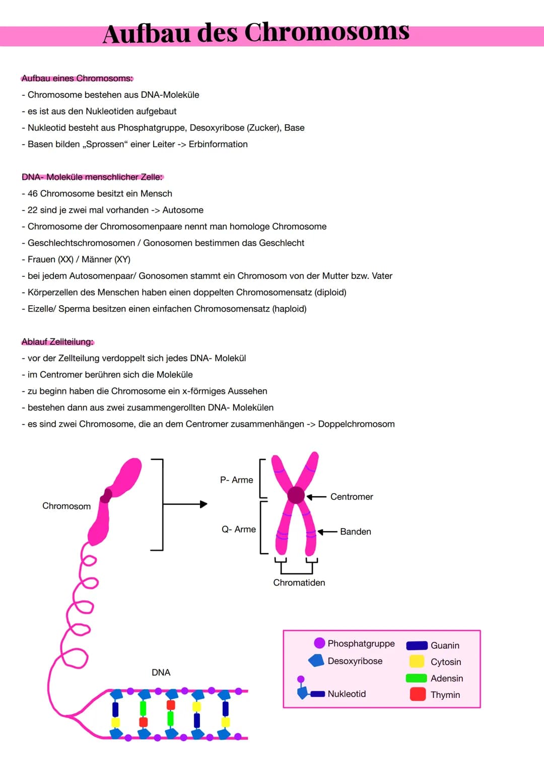 Aufbau des Chromosoms
Aufbau eines Chromosoms:
- Chromosome bestehen aus DNA-Moleküle
- es ist aus den Nukleotiden aufgebaut
- Nukleotid bes