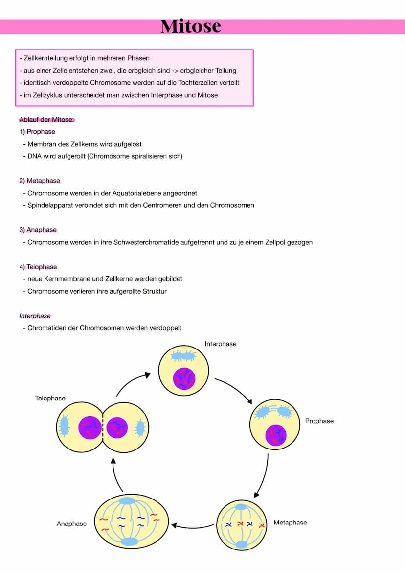 Aufbau des Chromosoms
Aufbau eines Chromosoms:
- Chromosome bestehen aus DNA-Moleküle
- es ist aus den Nukleotiden aufgebaut
- Nukleotid bes