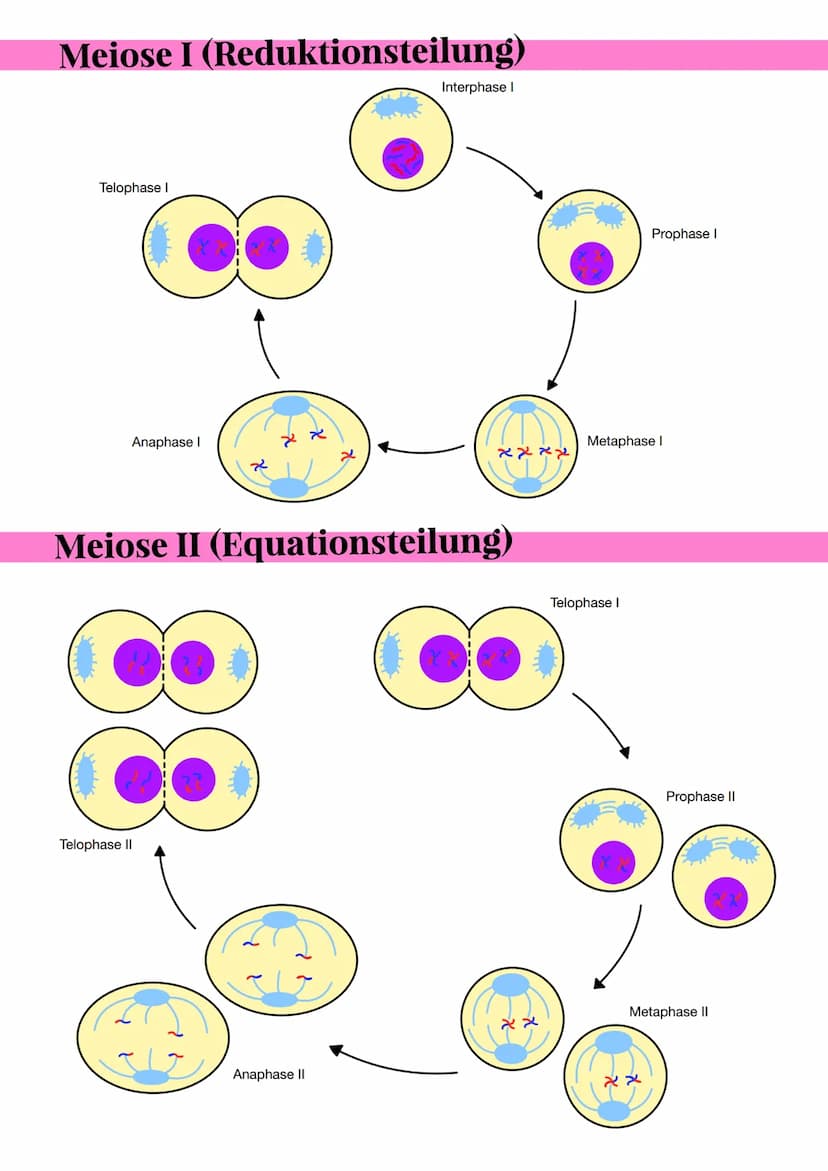 Aufbau des Chromosoms
Aufbau eines Chromosoms:
- Chromosome bestehen aus DNA-Moleküle
- es ist aus den Nukleotiden aufgebaut
- Nukleotid bes