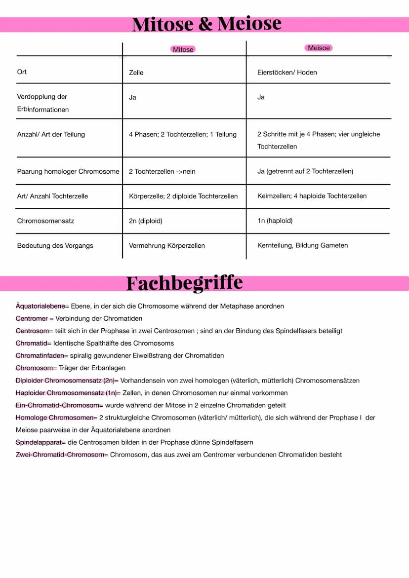 Aufbau des Chromosoms
Aufbau eines Chromosoms:
- Chromosome bestehen aus DNA-Moleküle
- es ist aus den Nukleotiden aufgebaut
- Nukleotid bes