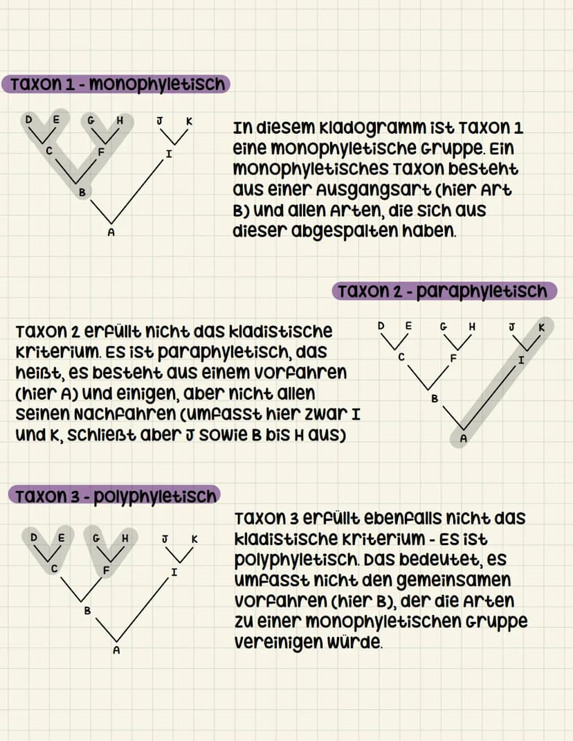 Systematik
Klassische systematik
•Künstliches system: ordnungsschema
nach willkürlich gewählten
unterscheidungsmerkmalen
• alle organismen k