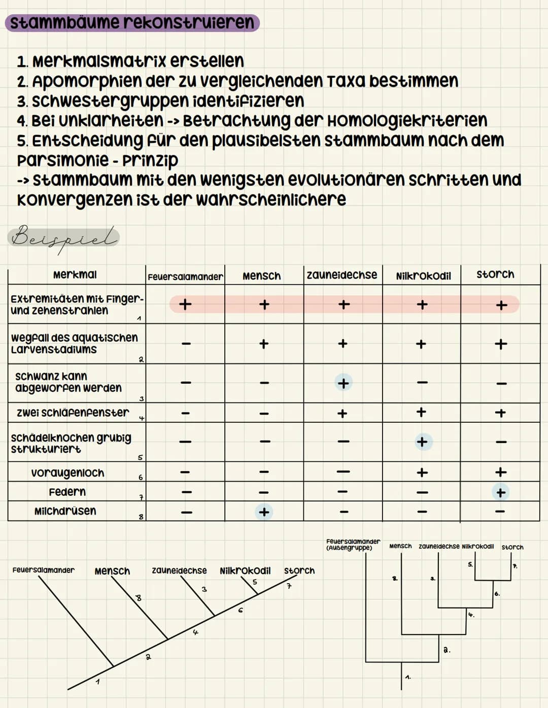 Systematik
Klassische systematik
•Künstliches system: ordnungsschema
nach willkürlich gewählten
unterscheidungsmerkmalen
• alle organismen k