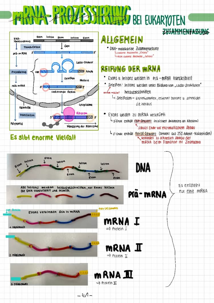 Know mRNA-Prozessierung und alternatives Spleißen thumbnail
