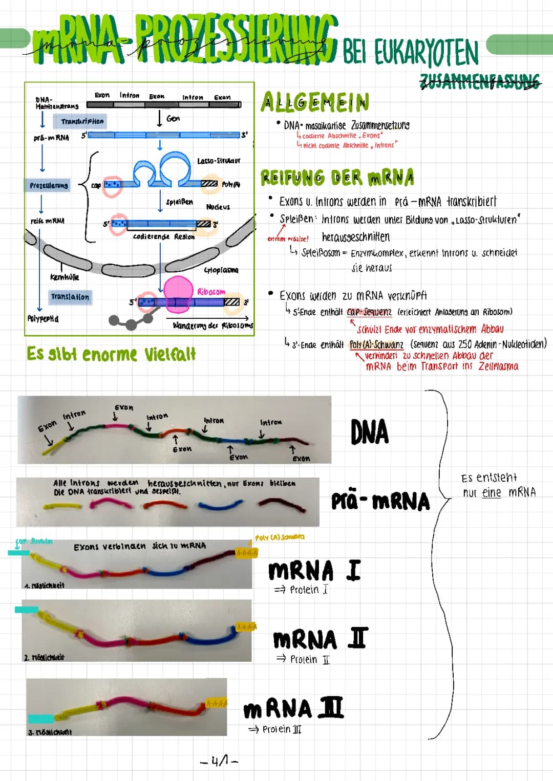 mRNA-Prozessierung und Alternatives Spleißen einfach erklärt