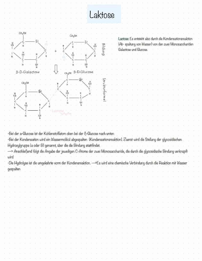Aufgaben der Kohlenhydrate:
-liefern den Körper Energie
-dienen als kurzfristige Energiespeicher (als Glykogen in der Leber)
-Kohlenhydrate 