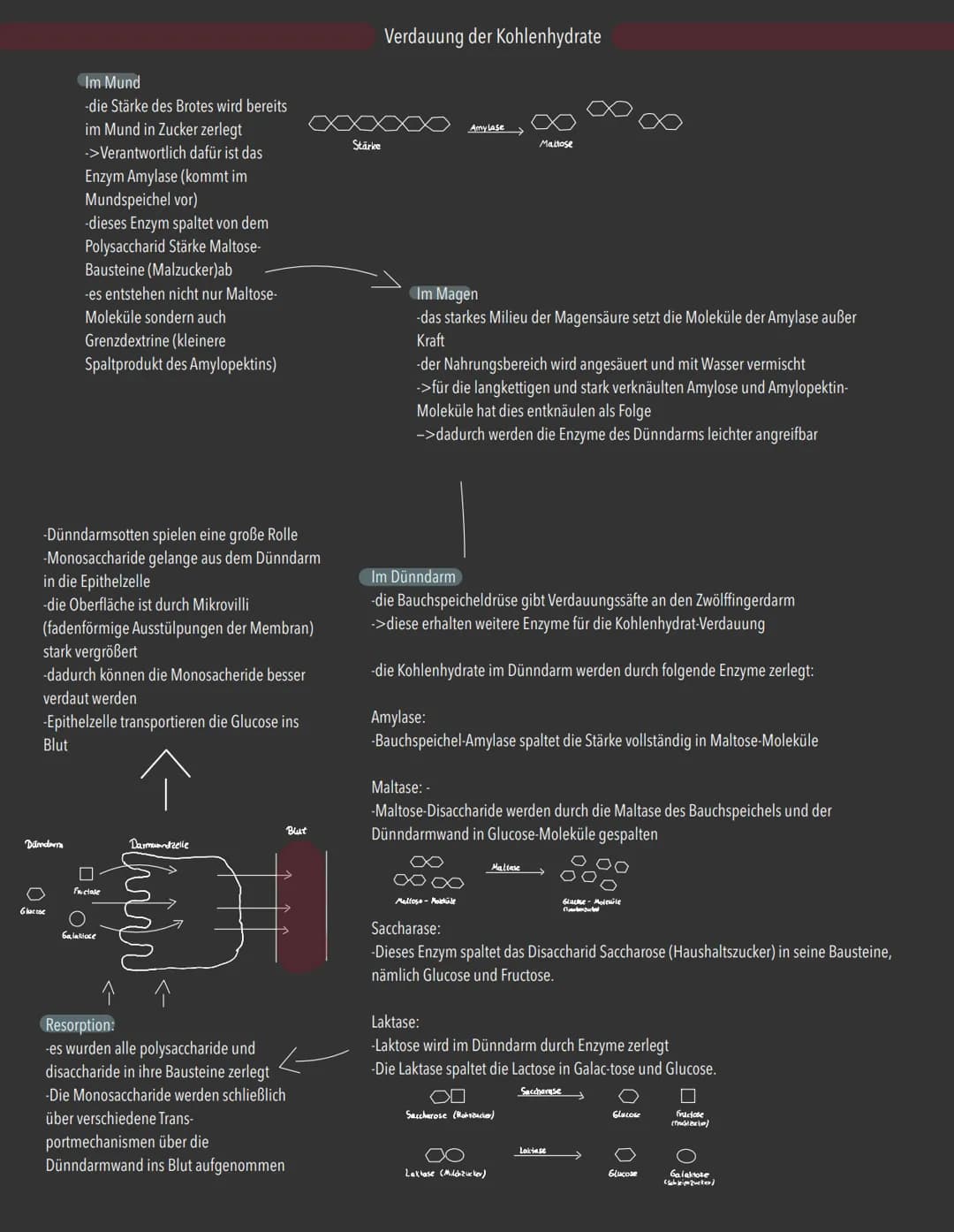 Aufgaben der Kohlenhydrate:
-liefern den Körper Energie
-dienen als kurzfristige Energiespeicher (als Glykogen in der Leber)
-Kohlenhydrate 