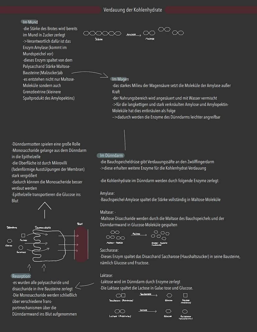 Aufgaben der Kohlenhydrate:
-liefern den Körper Energie
-dienen als kurzfristige Energiespeicher (als Glykogen in der Leber)
-Kohlenhydrate 