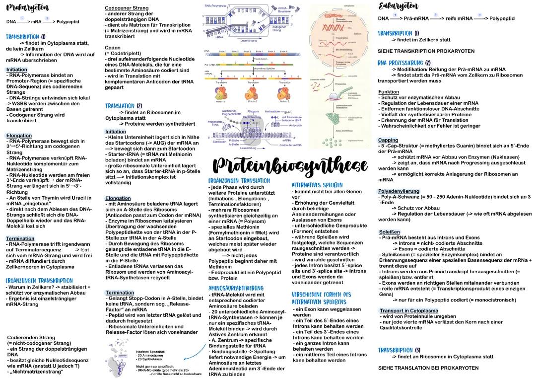 Proteinbiosynthese bei Prokaryoten und Eukaryoten - Einfach erklärt