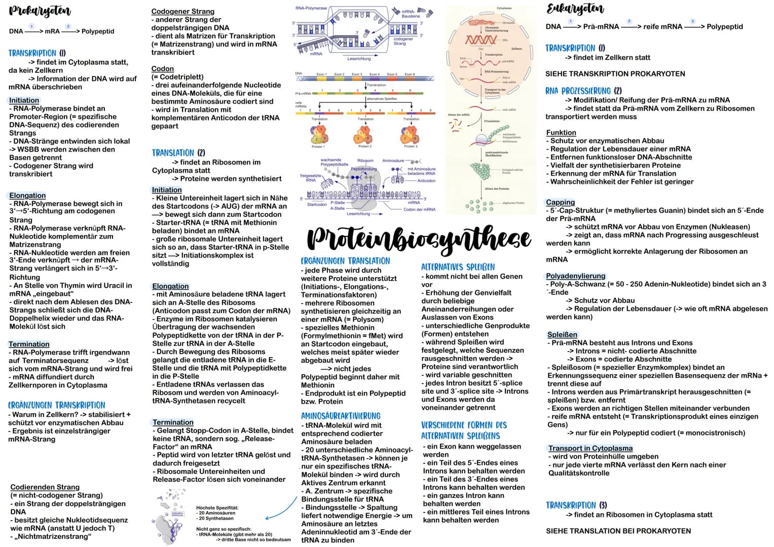 Prokaryoten
DNA-> mRA —-> Polypeptid
TRANSKRIPTION (1)
-> findet im Cytoplasma statt,
da kein Zellkern
-> Information der DNA wird auf
mRNA 