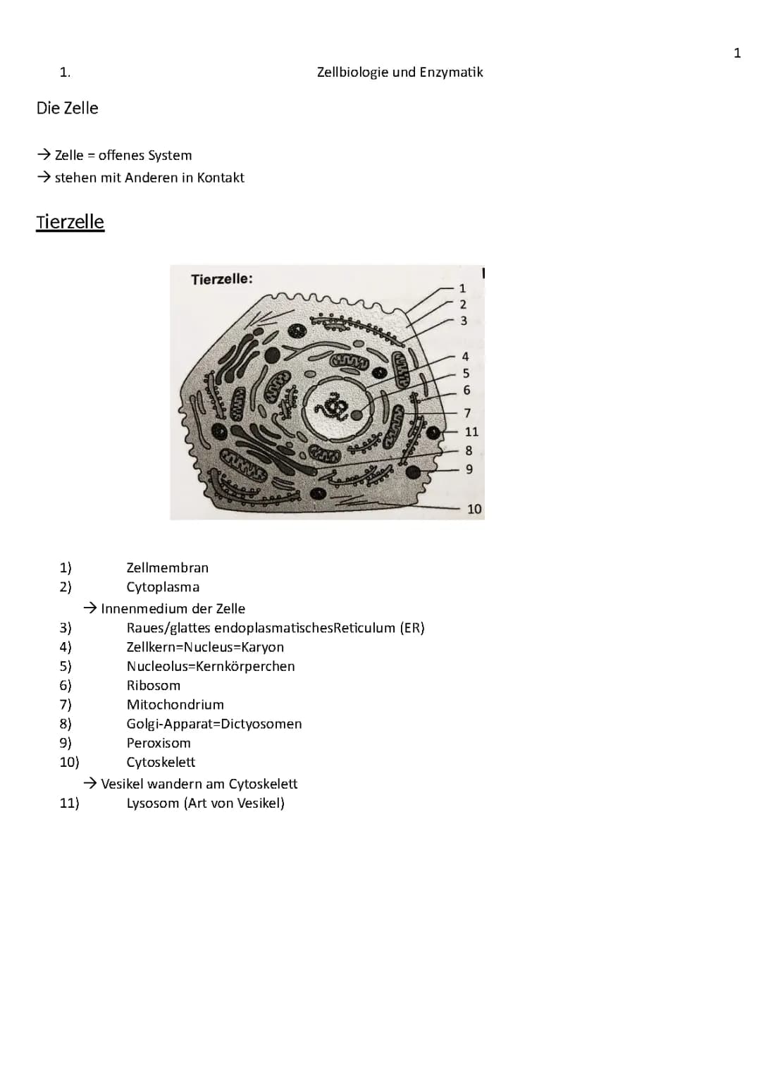 zellbiologie und enzymatik 