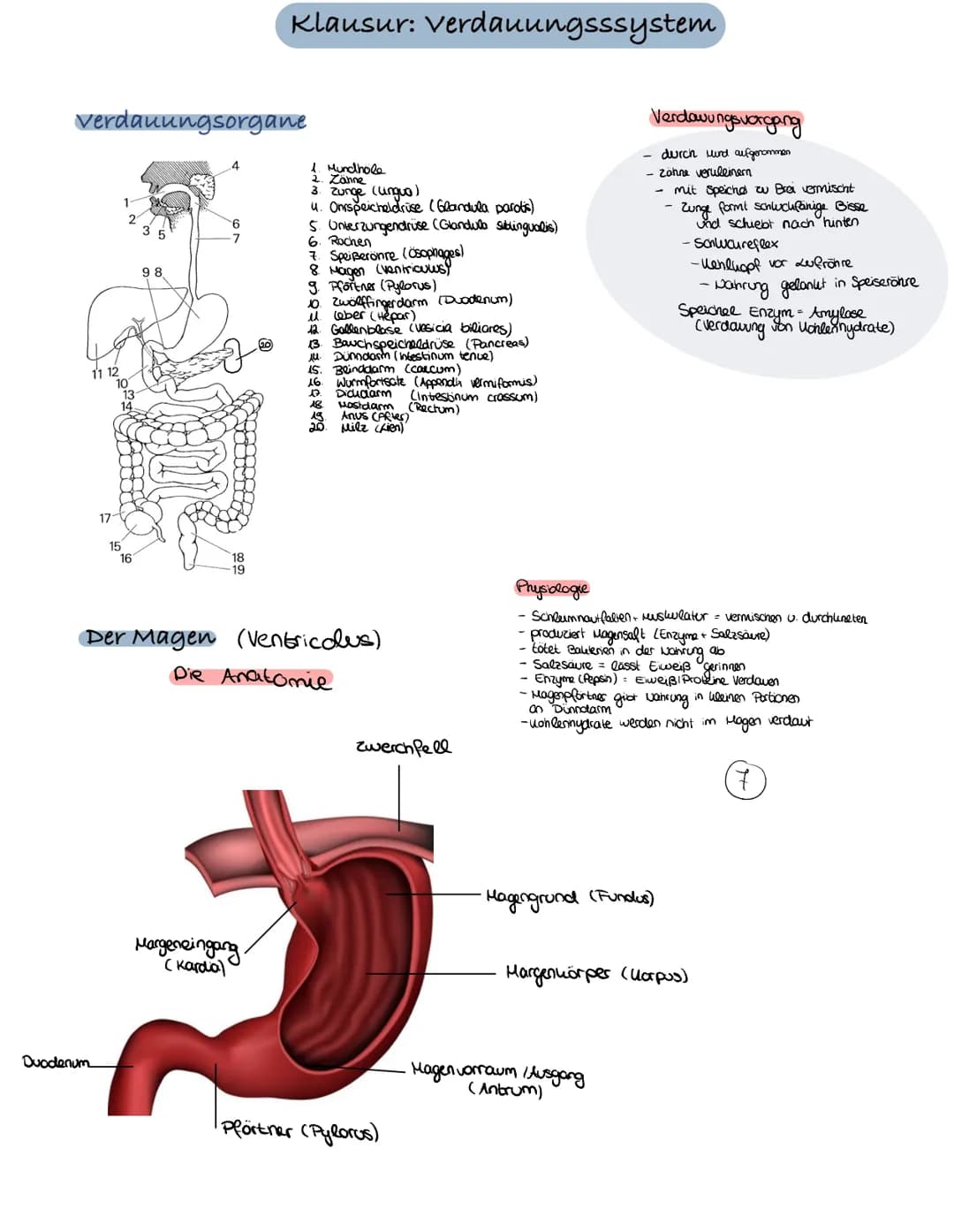 Verdauungsorgane
17
Duodenum
15
98
A
16
4
18
19
Klausur: Verdauungsssystem
Margeneingang,
(Karda)
1. Mundhole
2. Zanne
3. Zunge (lingua)
4. 