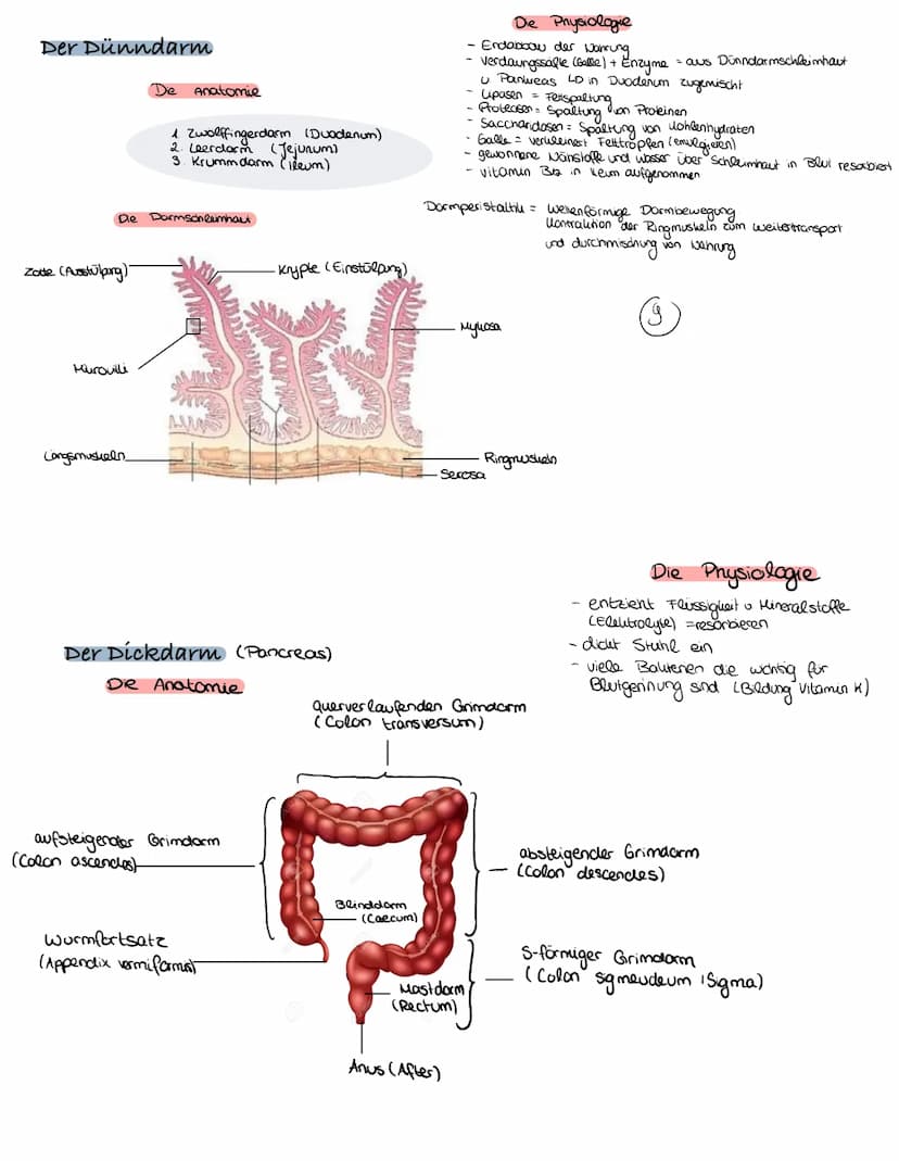Verdauungsorgane
17
Duodenum
15
98
A
16
4
18
19
Klausur: Verdauungsssystem
Margeneingang,
(Karda)
1. Mundhole
2. Zanne
3. Zunge (lingua)
4. 