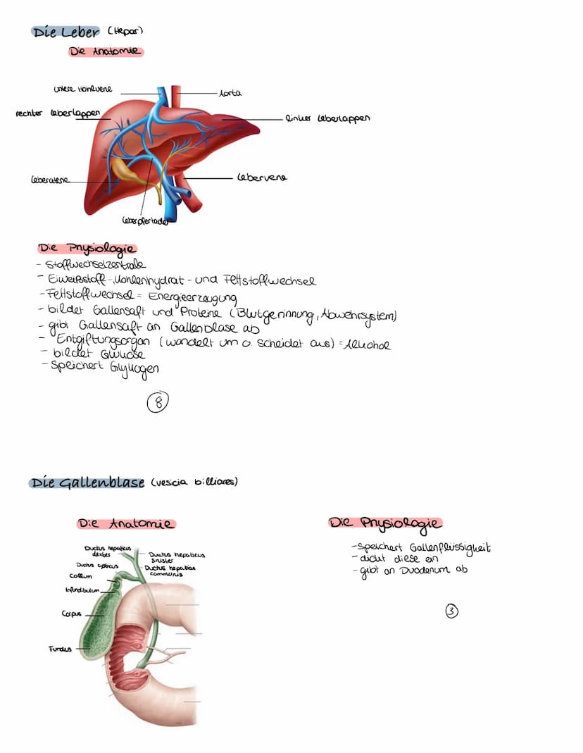 Verdauungsorgane
17
Duodenum
15
98
A
16
4
18
19
Klausur: Verdauungsssystem
Margeneingang,
(Karda)
1. Mundhole
2. Zanne
3. Zunge (lingua)
4. 