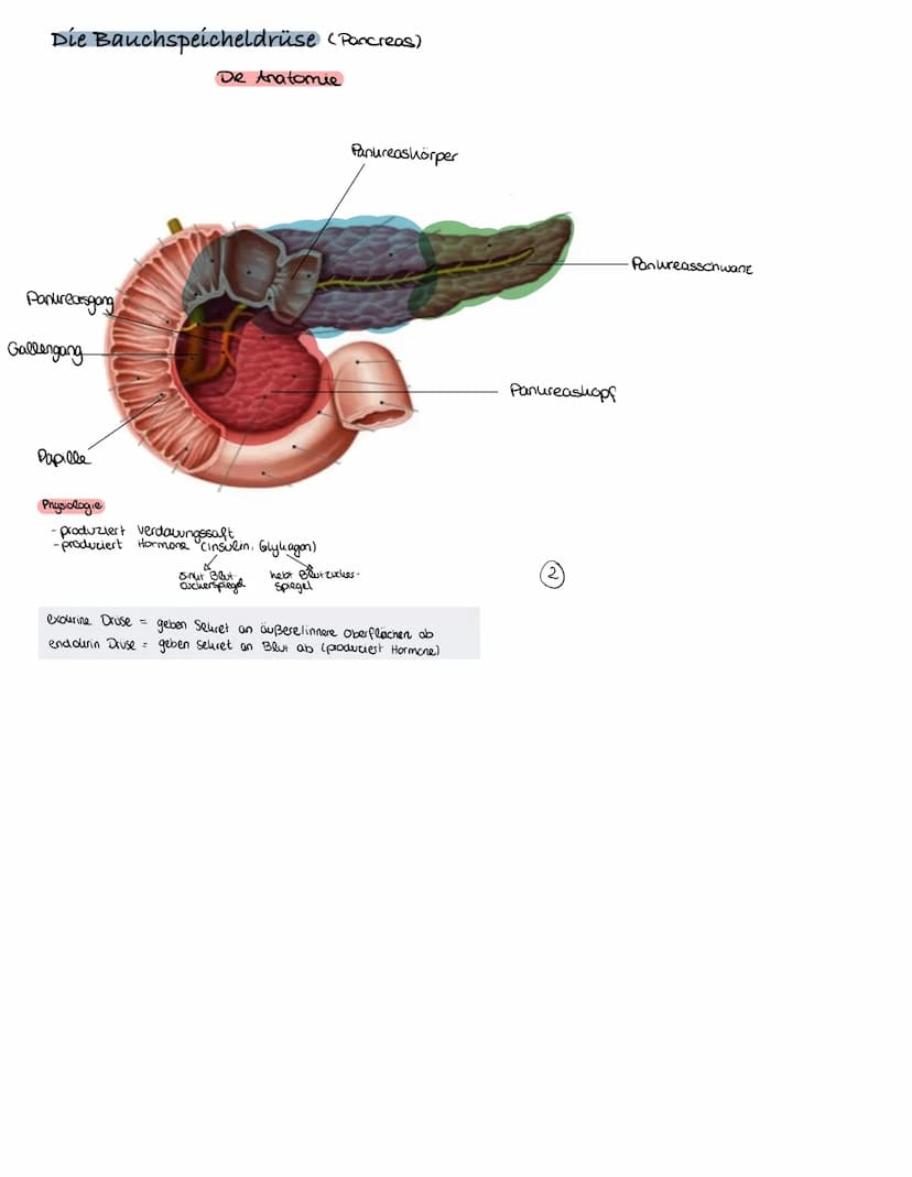 Verdauungsorgane
17
Duodenum
15
98
A
16
4
18
19
Klausur: Verdauungsssystem
Margeneingang,
(Karda)
1. Mundhole
2. Zanne
3. Zunge (lingua)
4. 