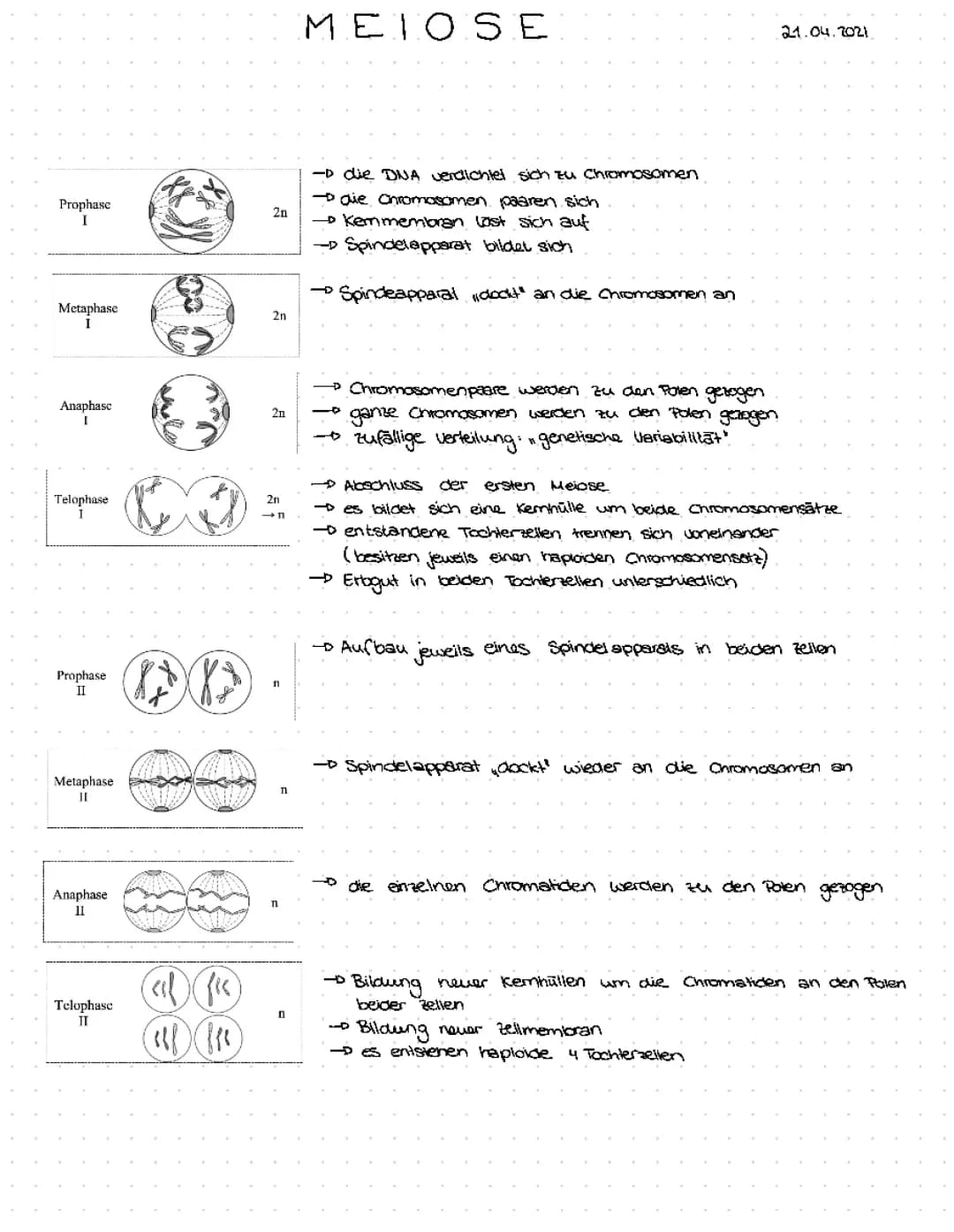 Meiose Ablauf 